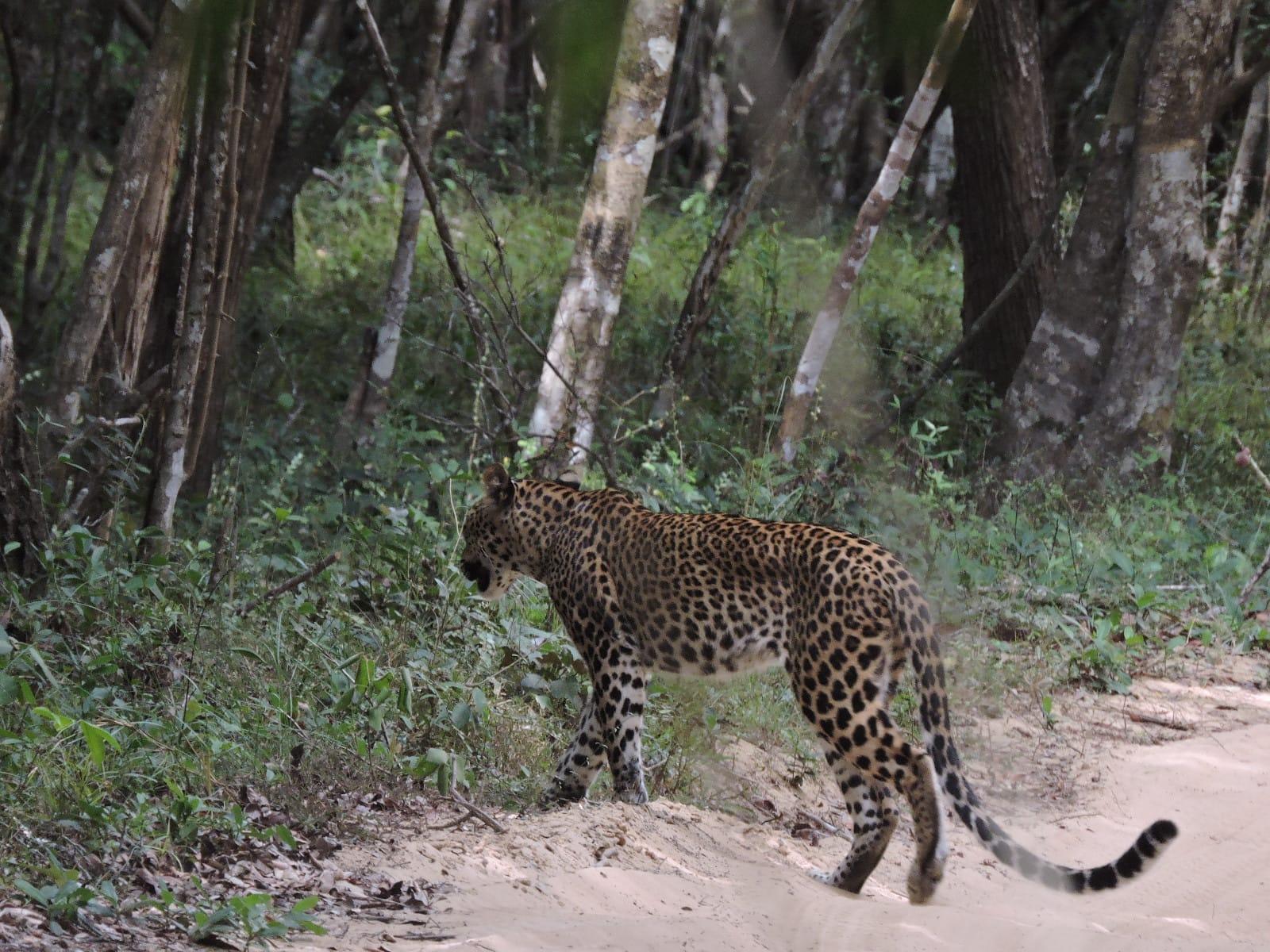 Full-Day Wilpattu National Park Safari from Anuradhapura
