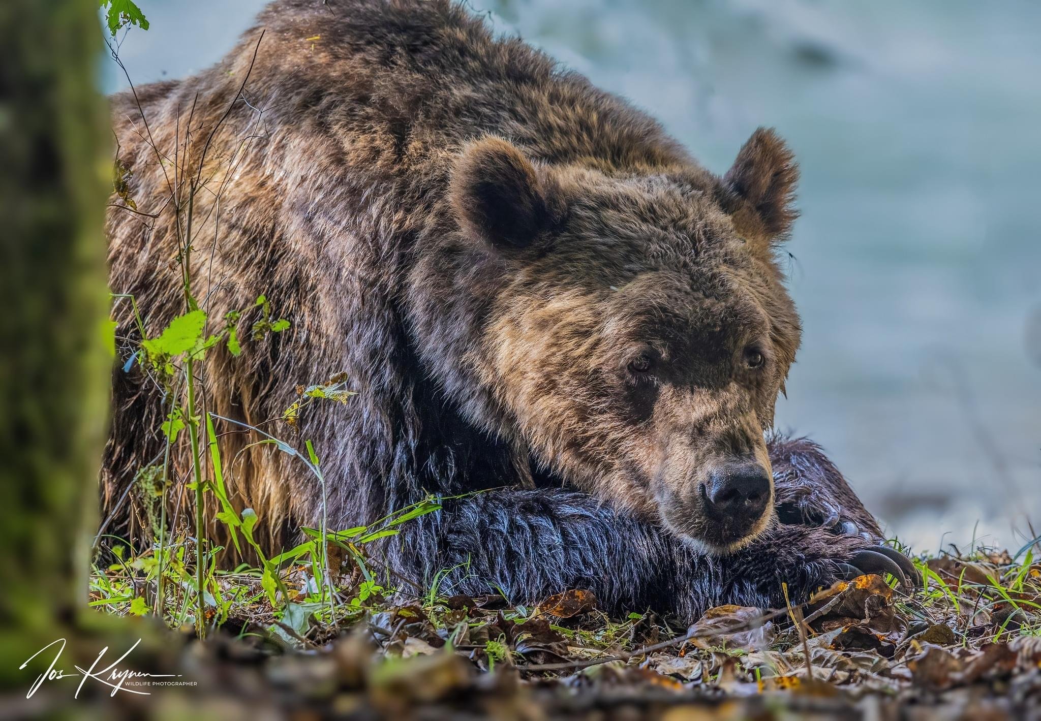 Full-Day Grizzly Bear Wilderness Safari from Campbell River