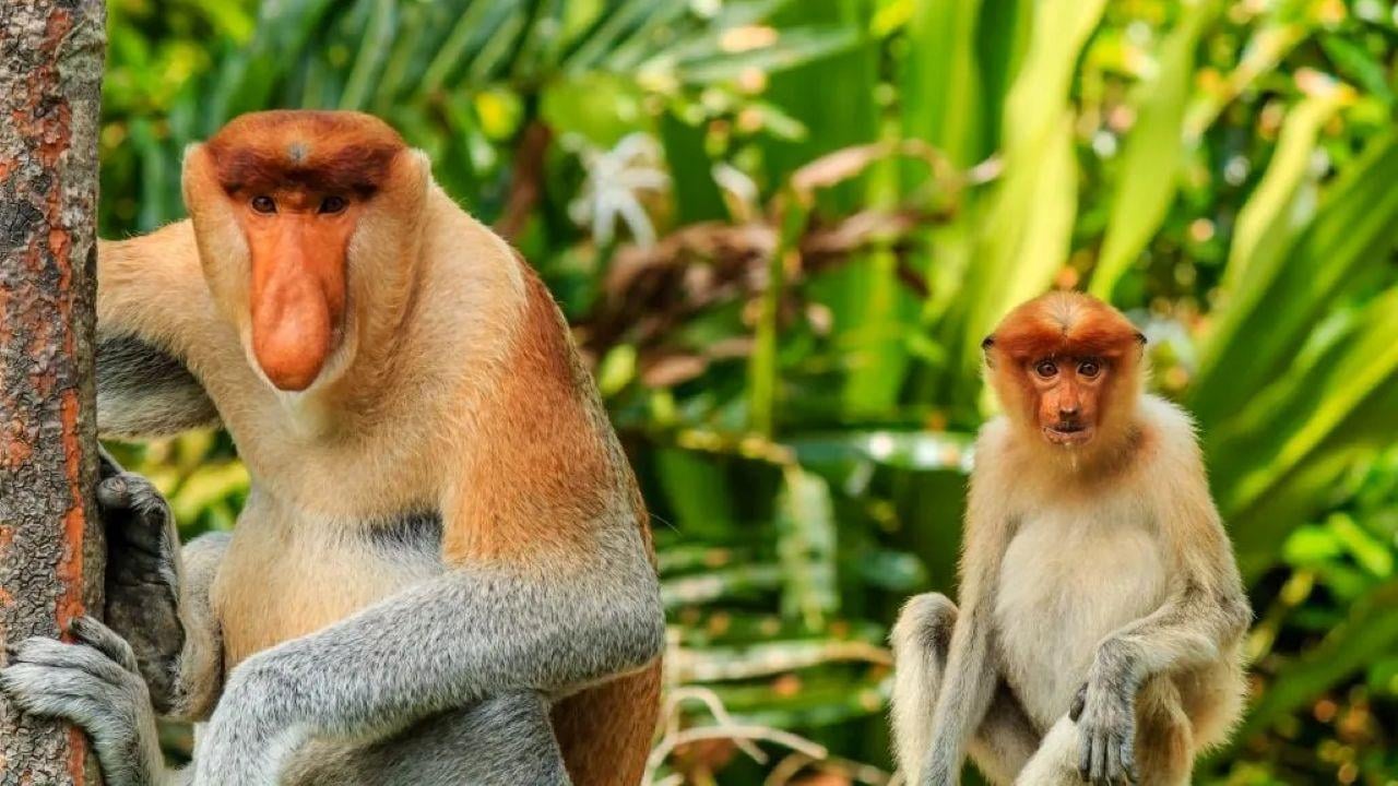 Klias River Cruise: Wildlife, Fireflies & Malaysian Dinner from Kota Kinabalu
