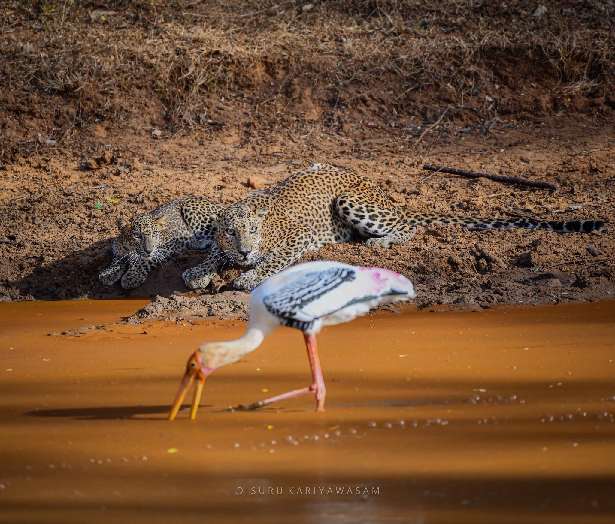 Private Yala National Park Safari with All-Inclusive Transfers