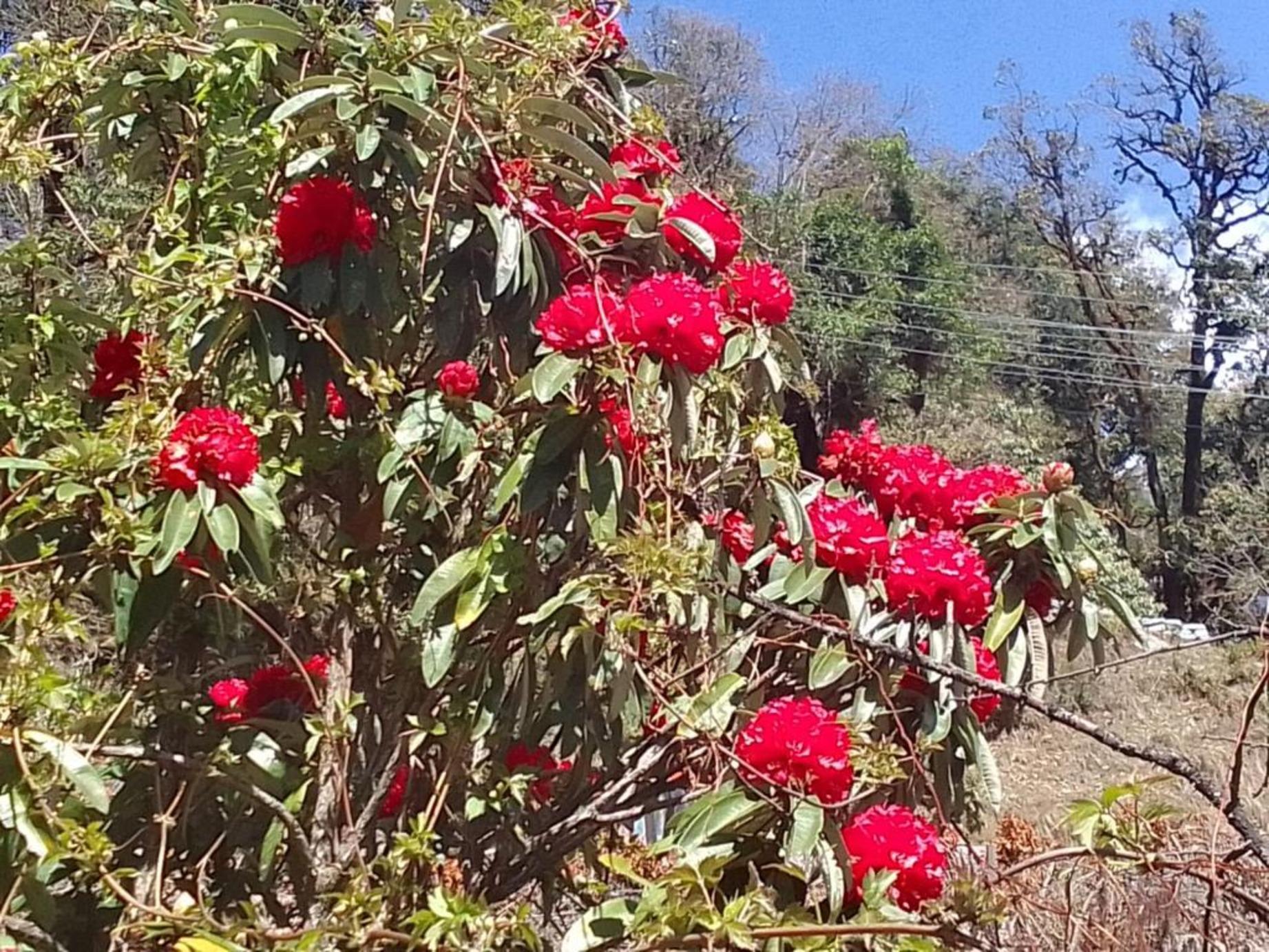 Pokhara: Australian Camp & Dhampus Village Day Hike