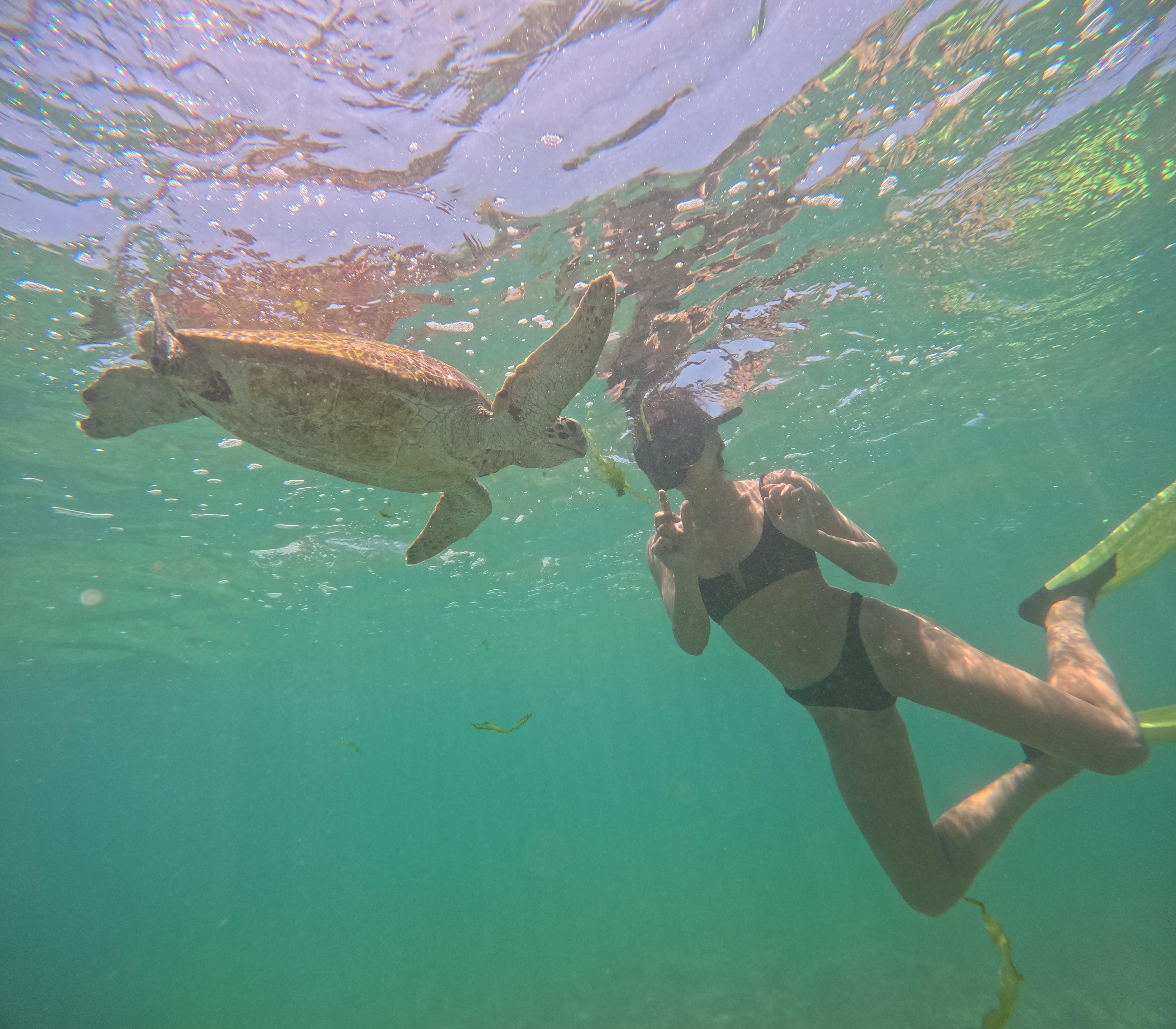 Mirissa Blue Whale Safari & Turtle Snorkeling Adventure