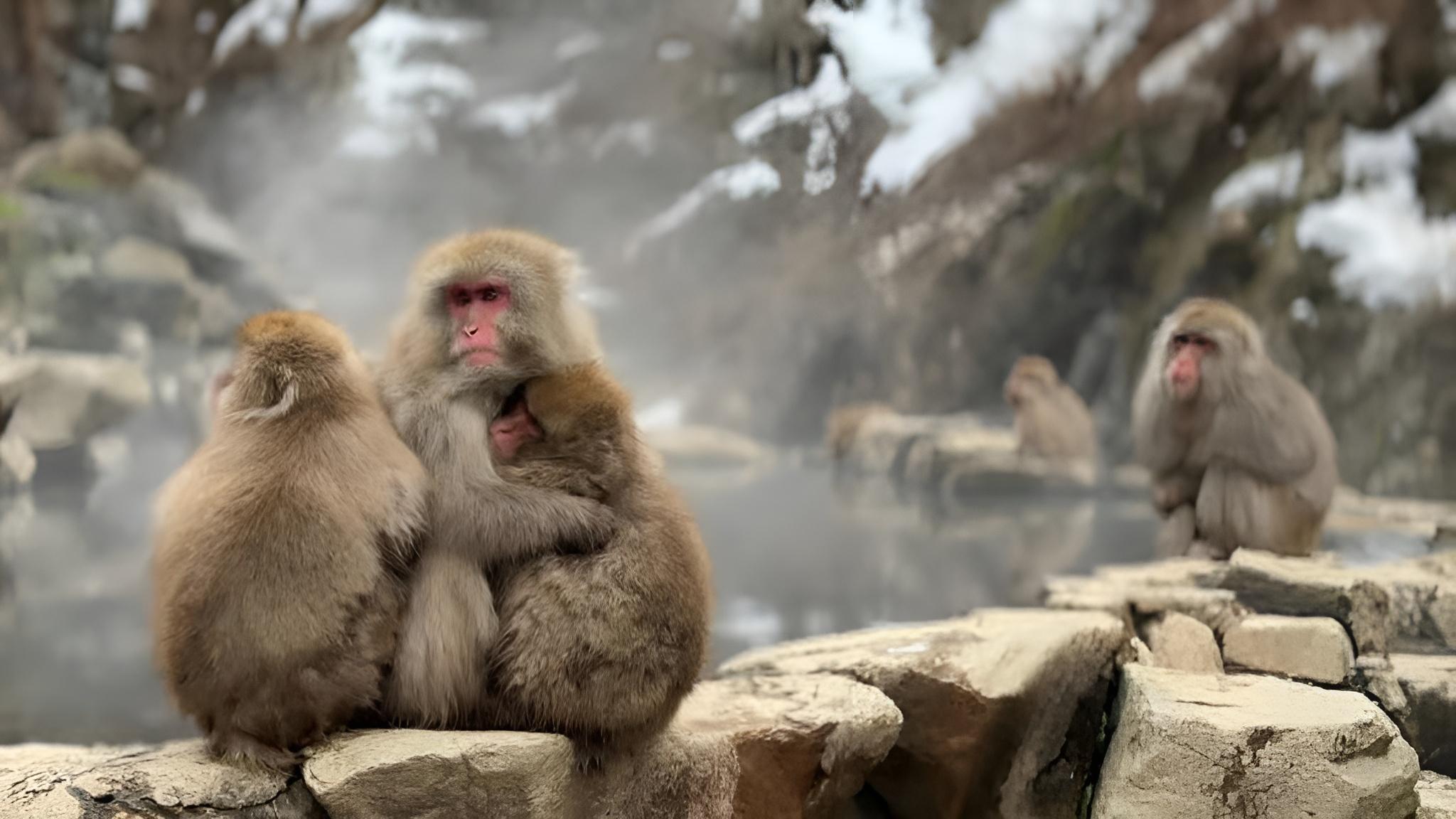 Tokyo to Nagano: Private Snow Monkeys & Zenko-ji Day Trip