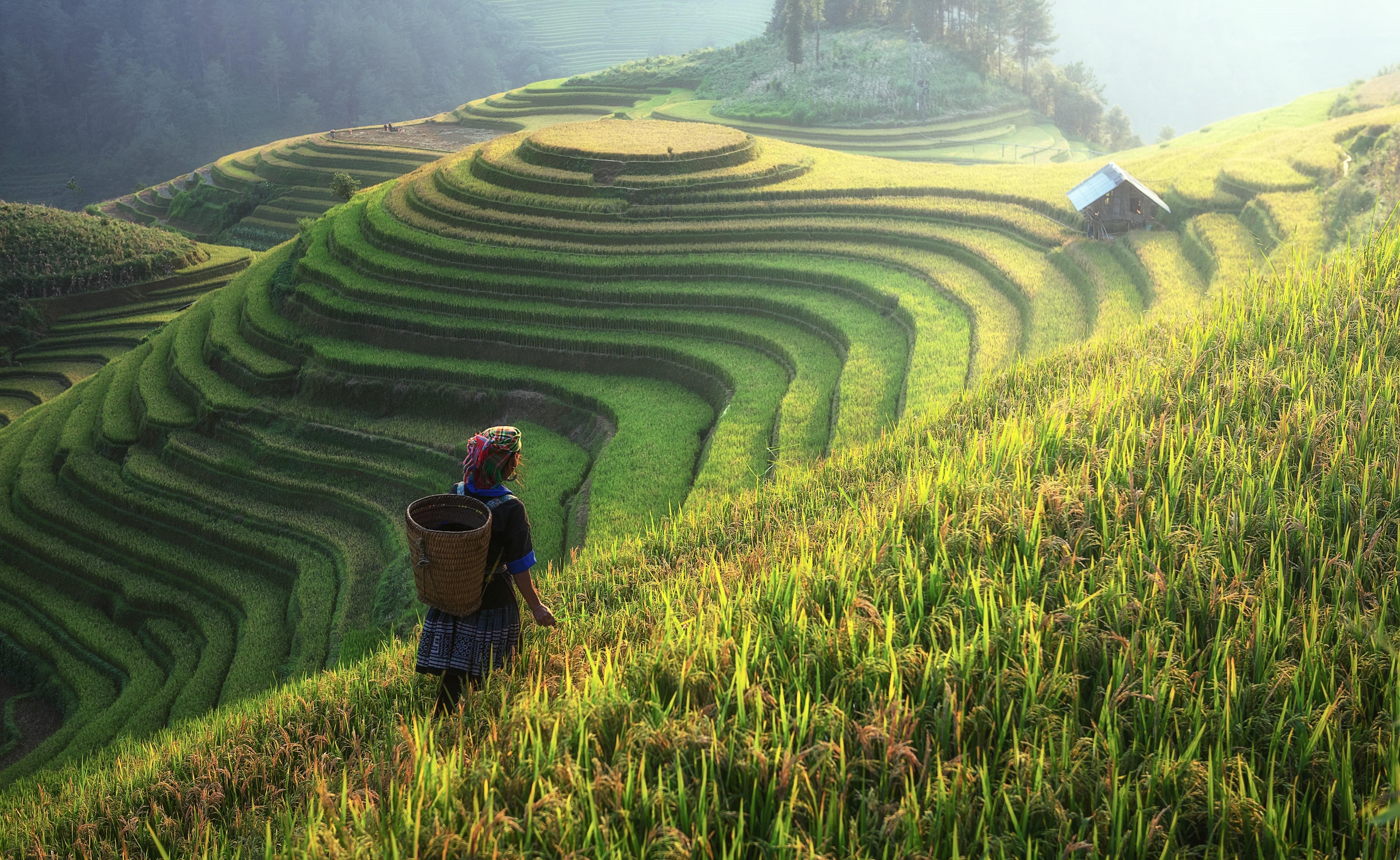 Mu Cang Chai 3-Day Mountain & Terrace Adventure
