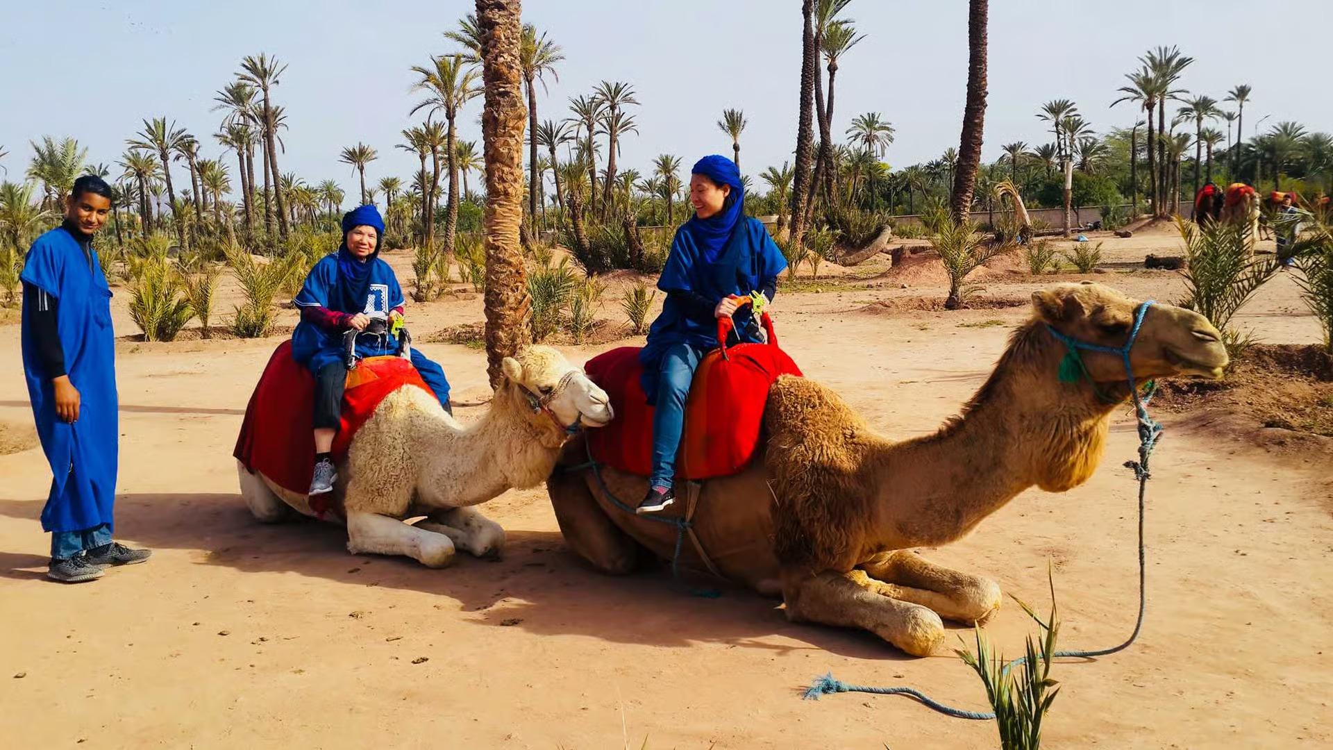 Agadir Camel Trekking Adventure with Refreshments