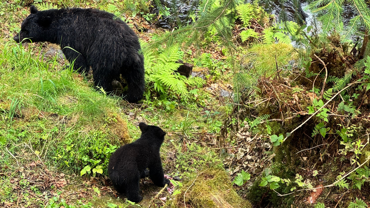 Premium Rainforest Experience in Ketchikan