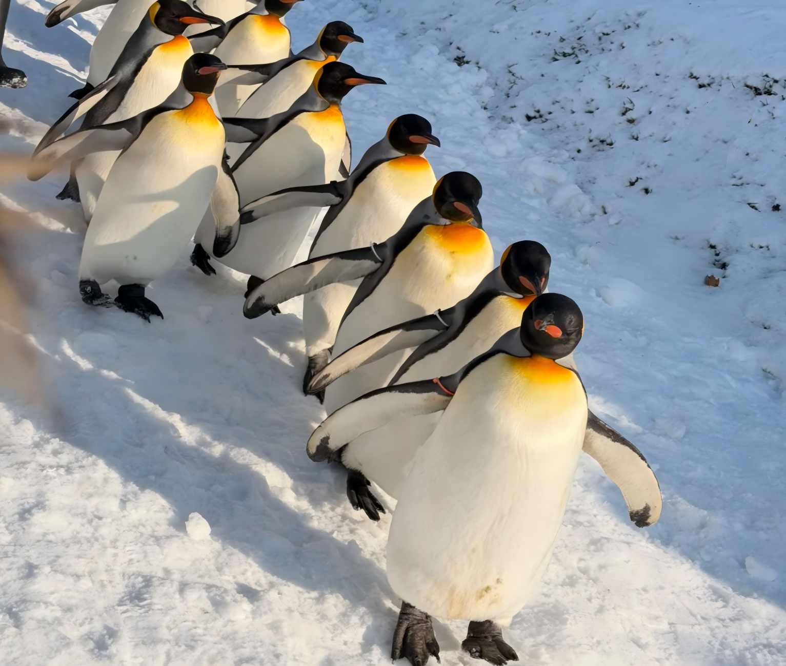Hokkaido Winter Day Trip: Asahiyama Zoo & Blue Pond from Sapporo