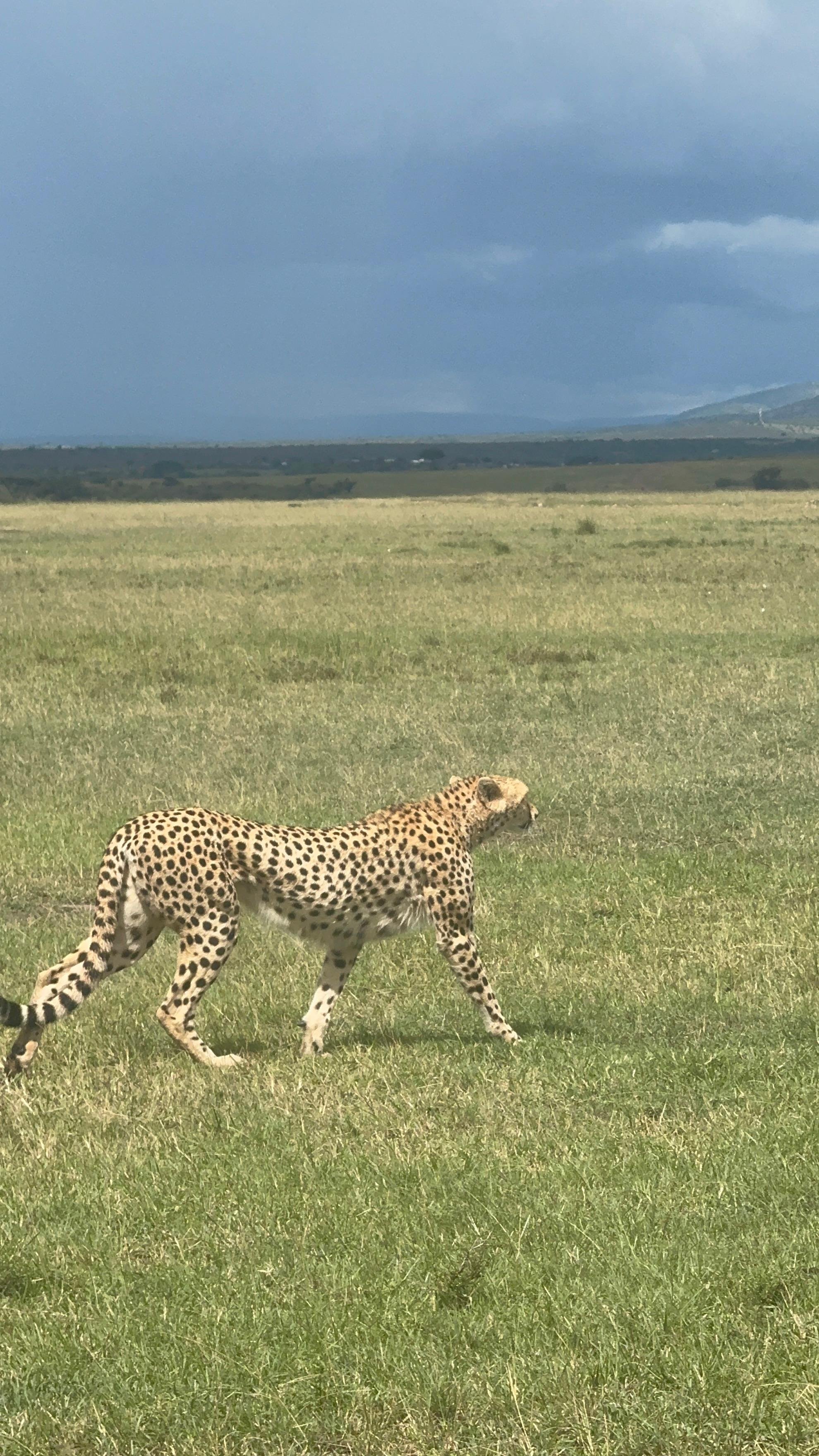 3-Day Masai Mara Safari Adventure from Nairobi