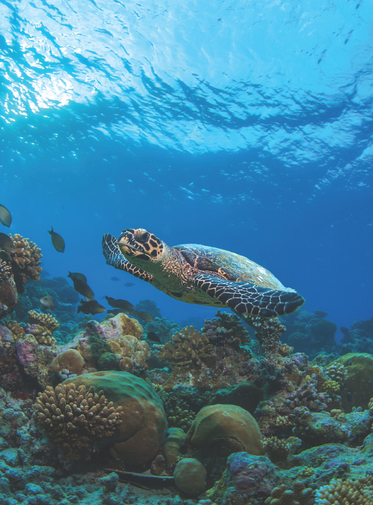 Similan Islands Speedboat Day Trip from Phuket or Khaolak