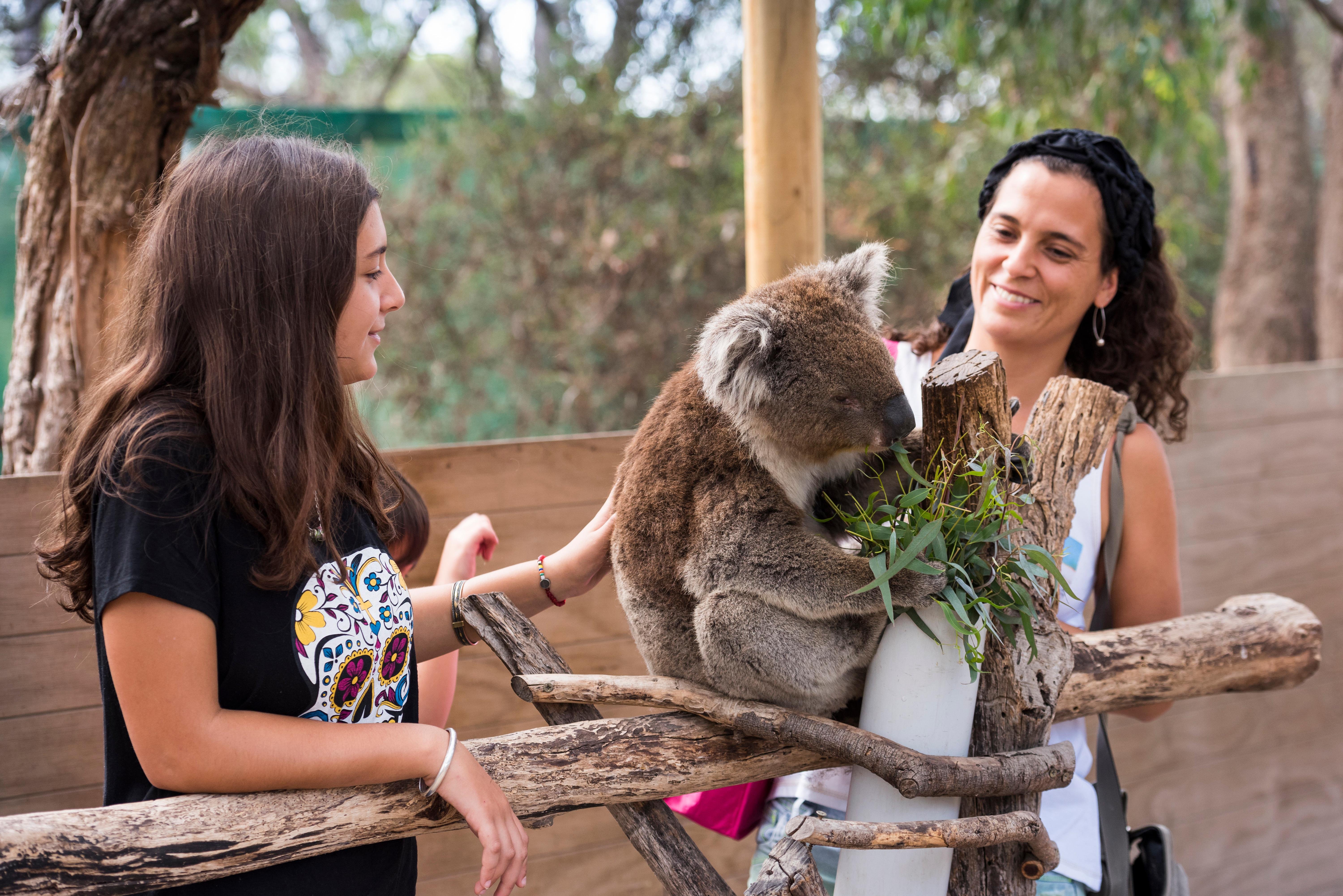 Luxury Phillip Island Penguin Parade & Wildlife Small-Group Tour