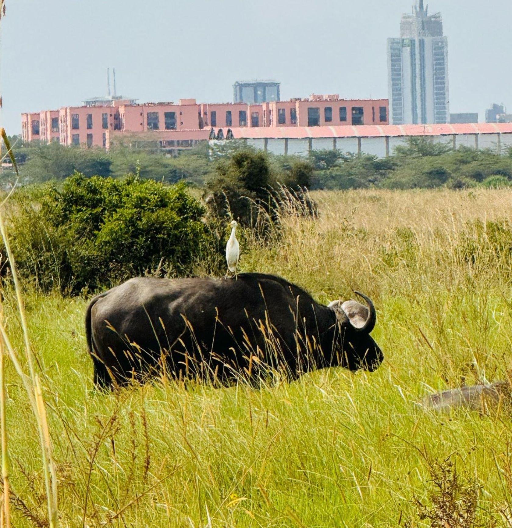Nairobi Safari: National Park, Elephant Orphanage & Giraffe Center