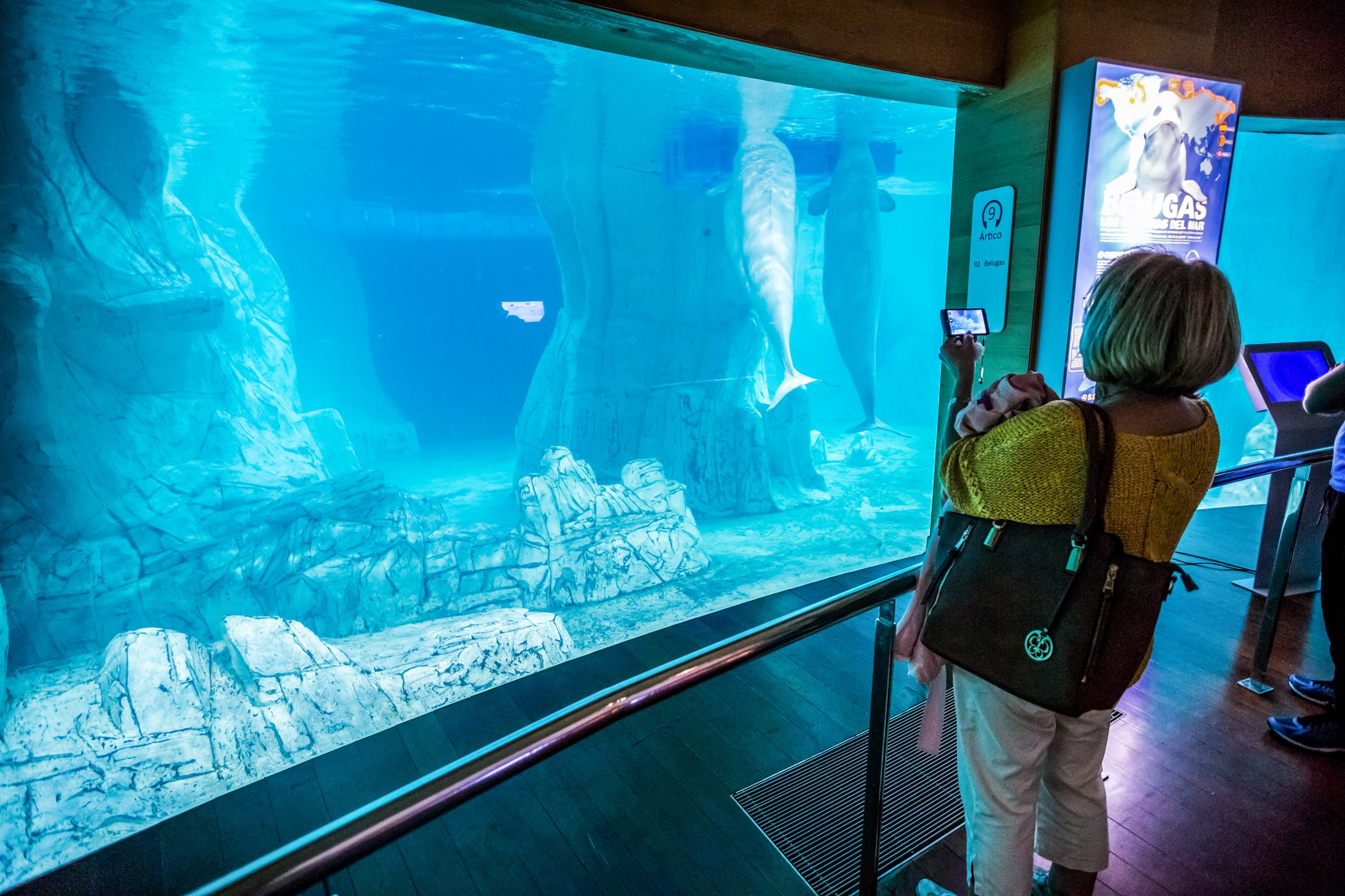 Valencia Oceanogràfic Entry Ticket