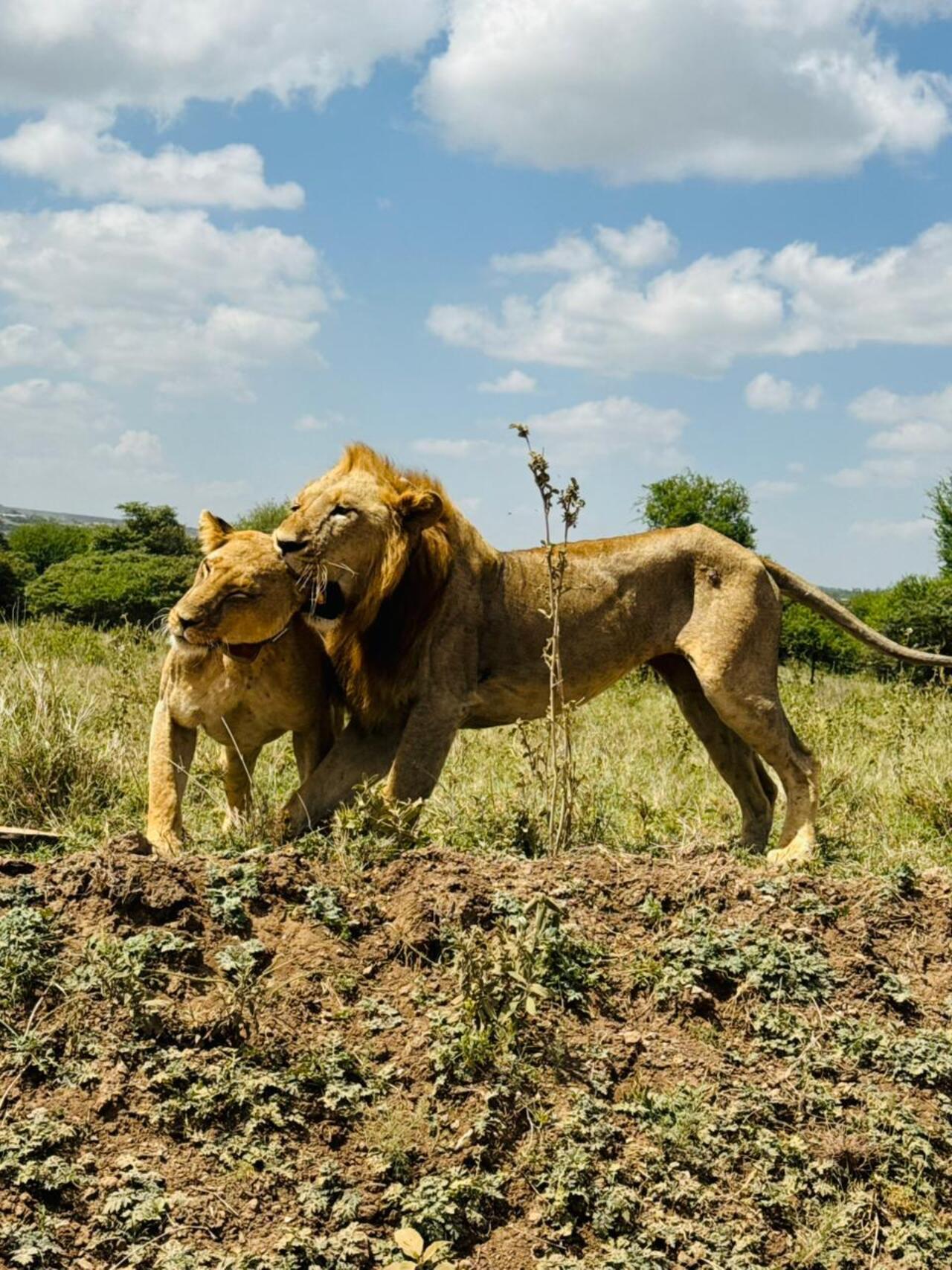 Nairobi National Park 5-Hour 4x4 Wildlife Safari