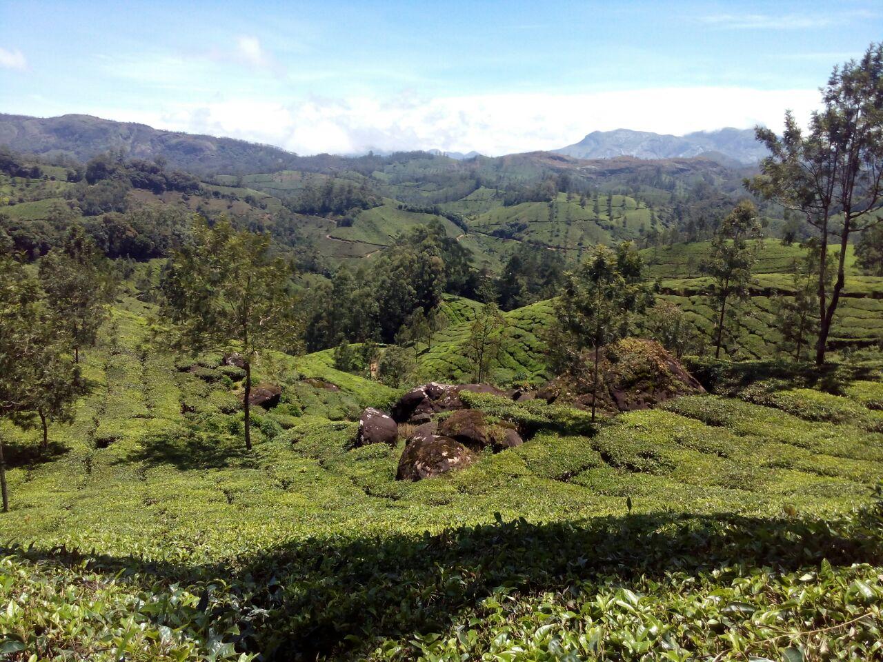 Munnar: Half-Day Scenic Tea Plantation Trek