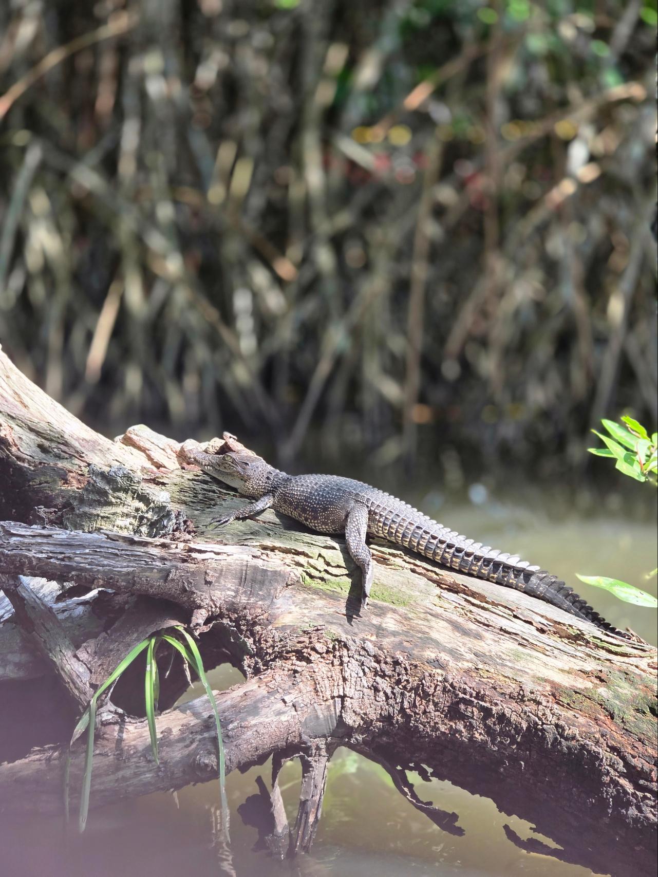 Bentota River Safari with Hotel Pickup