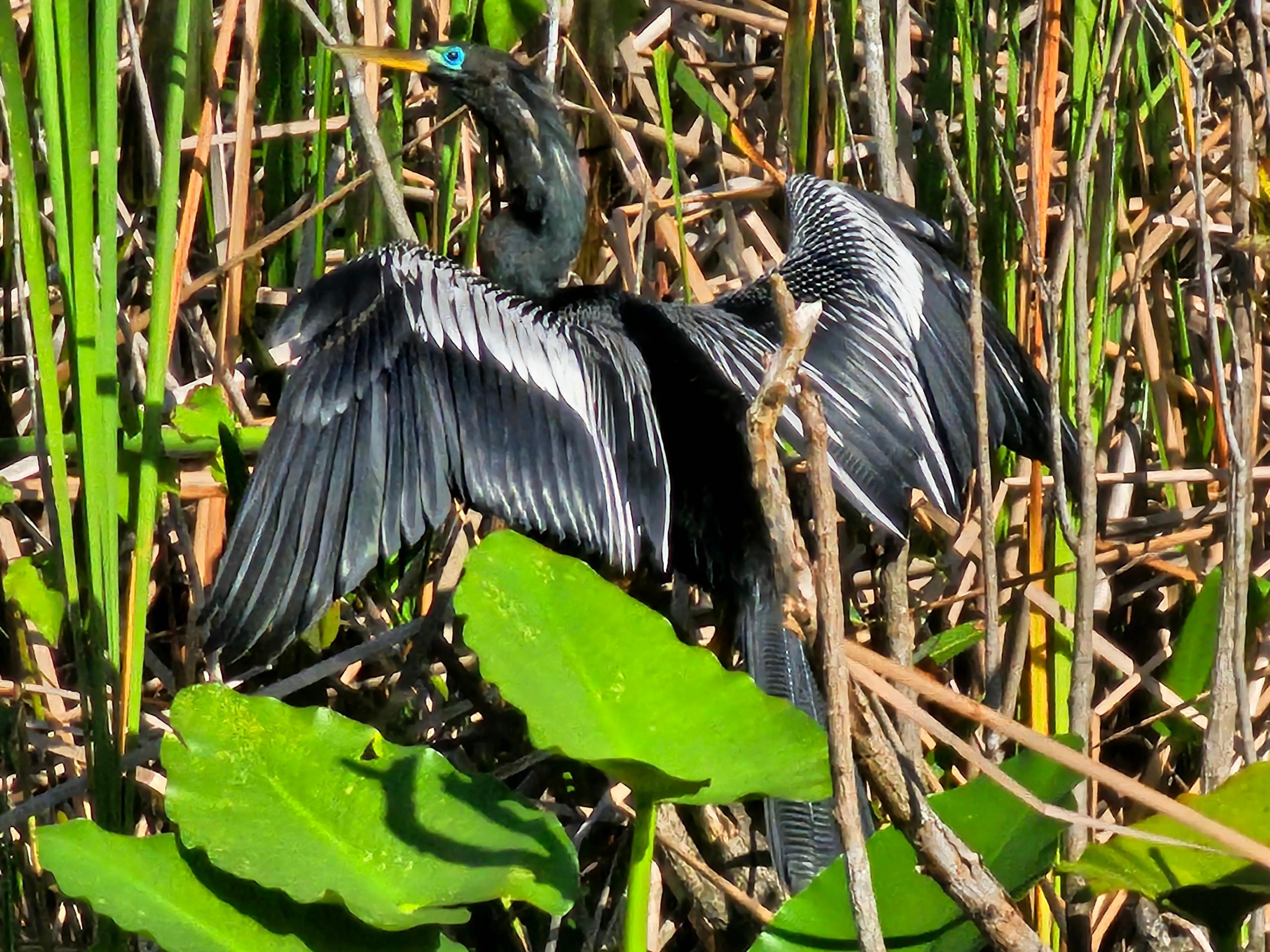 Everglades Airboat Adventure with Miami Transportation