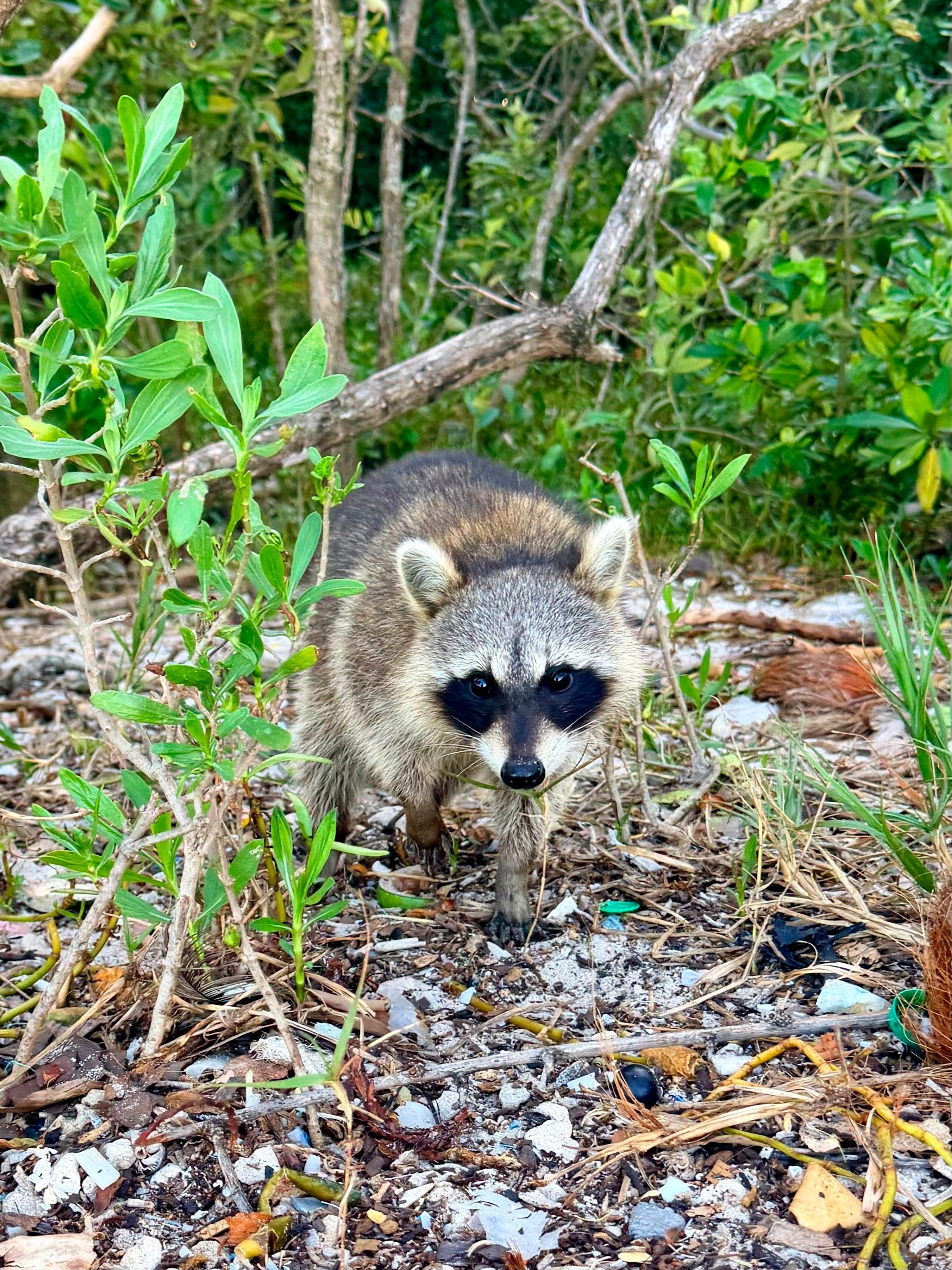 Raccoon Island Miami tour — Biscayne Bay wildlife boat cruise — image 32