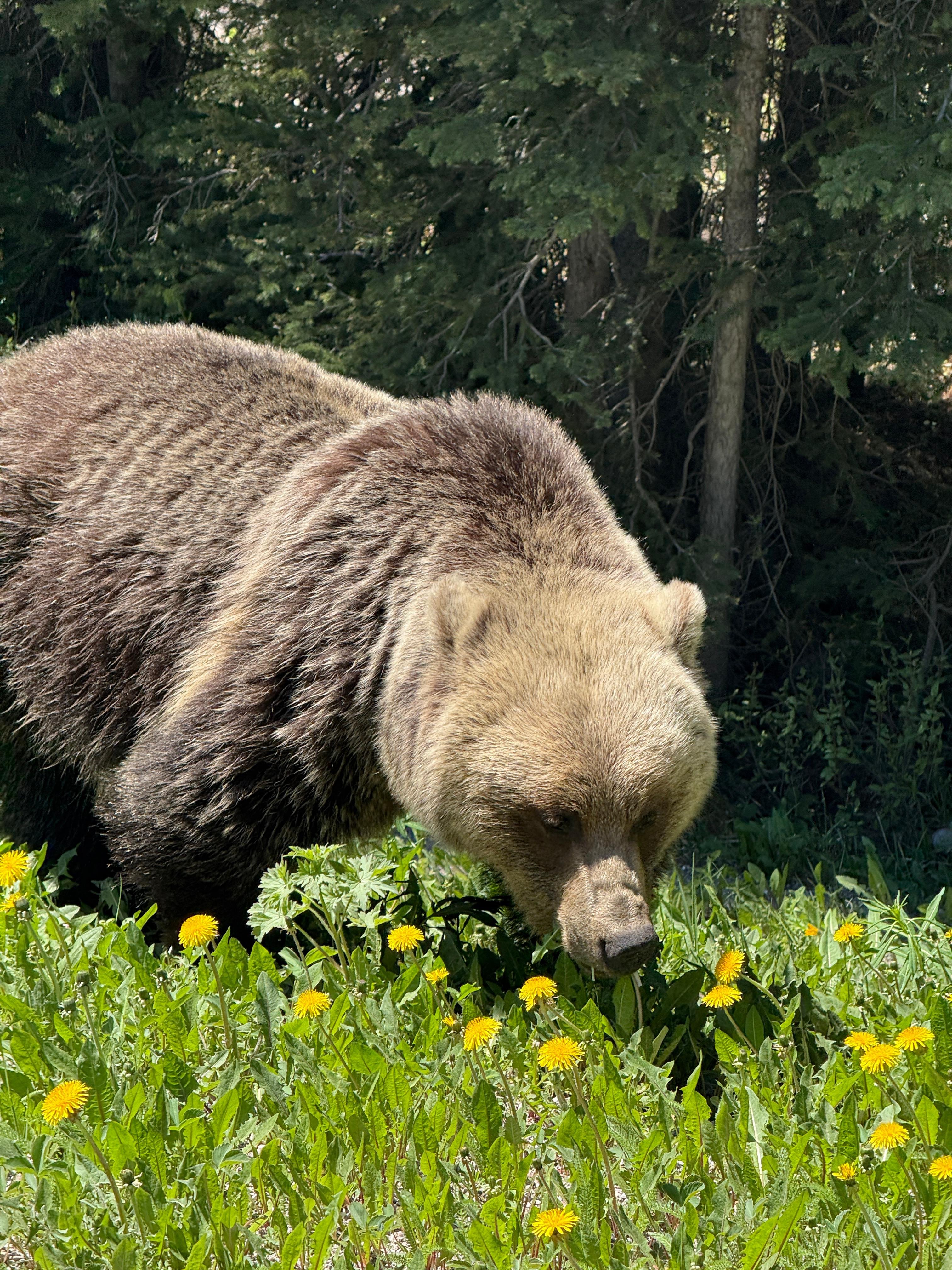 Calgary: Banff, Yoho, and Jasper 2-Day Private Tour - 2026 (Verified Reviews)