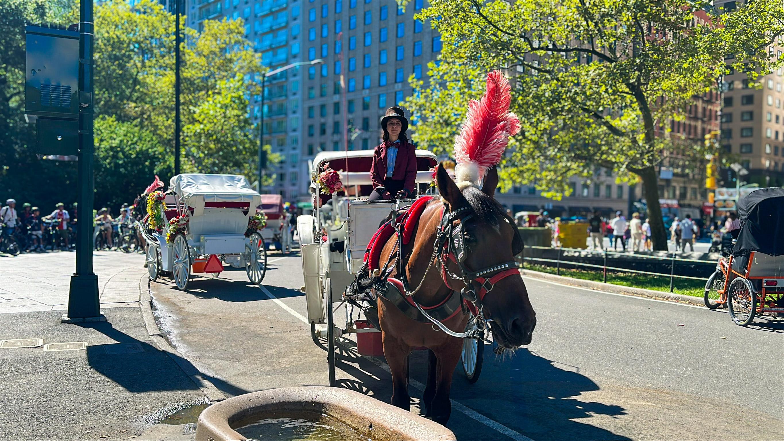 Central Park horse carriage ride — image 3