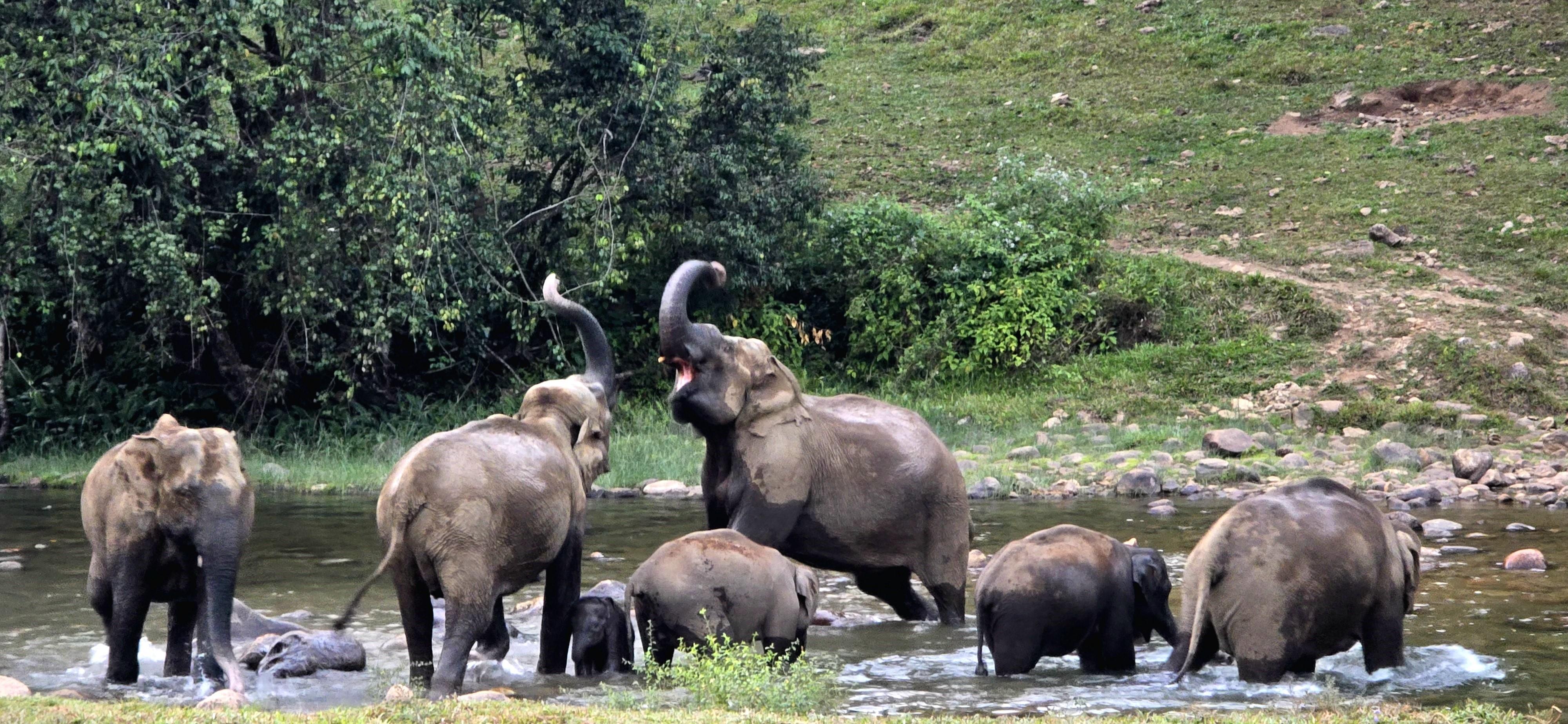 Munnar: Wild Elephant Jeep Safari in Anakulam