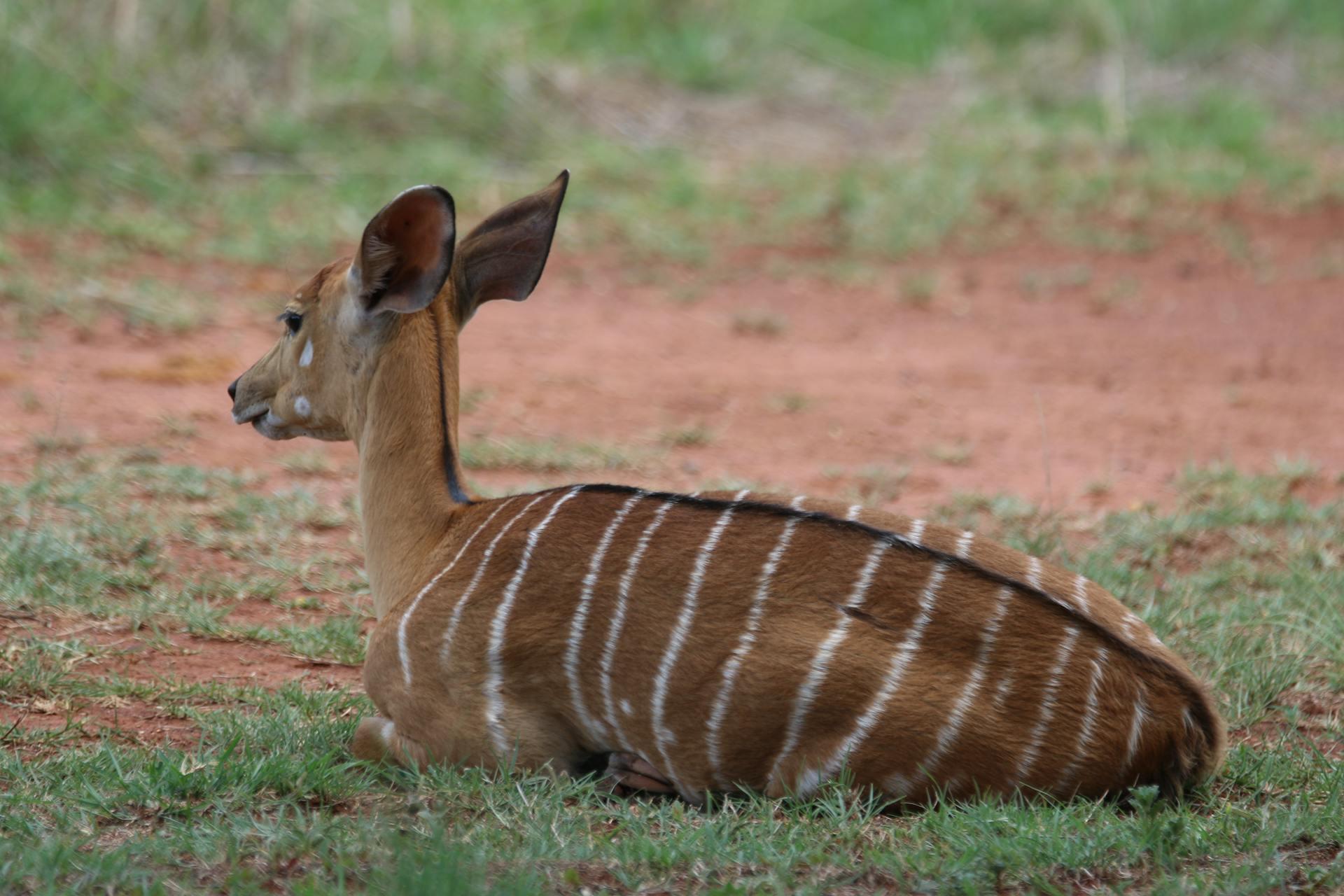 Nairobi Safari: National Park, Elephant Orphanage & Giraffe Center