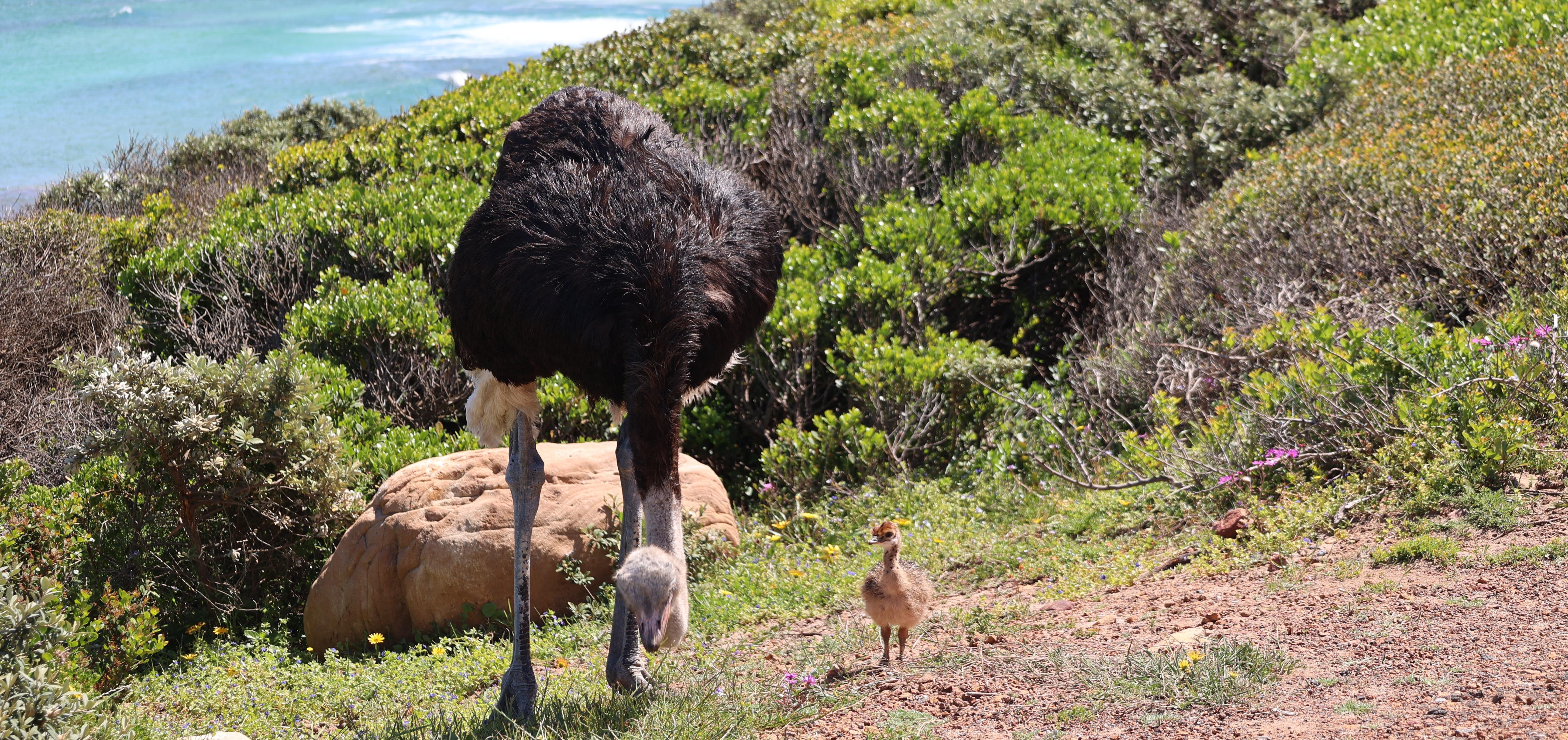 Cape Point & Boulders Beach Full-Day Tour from Cape Town