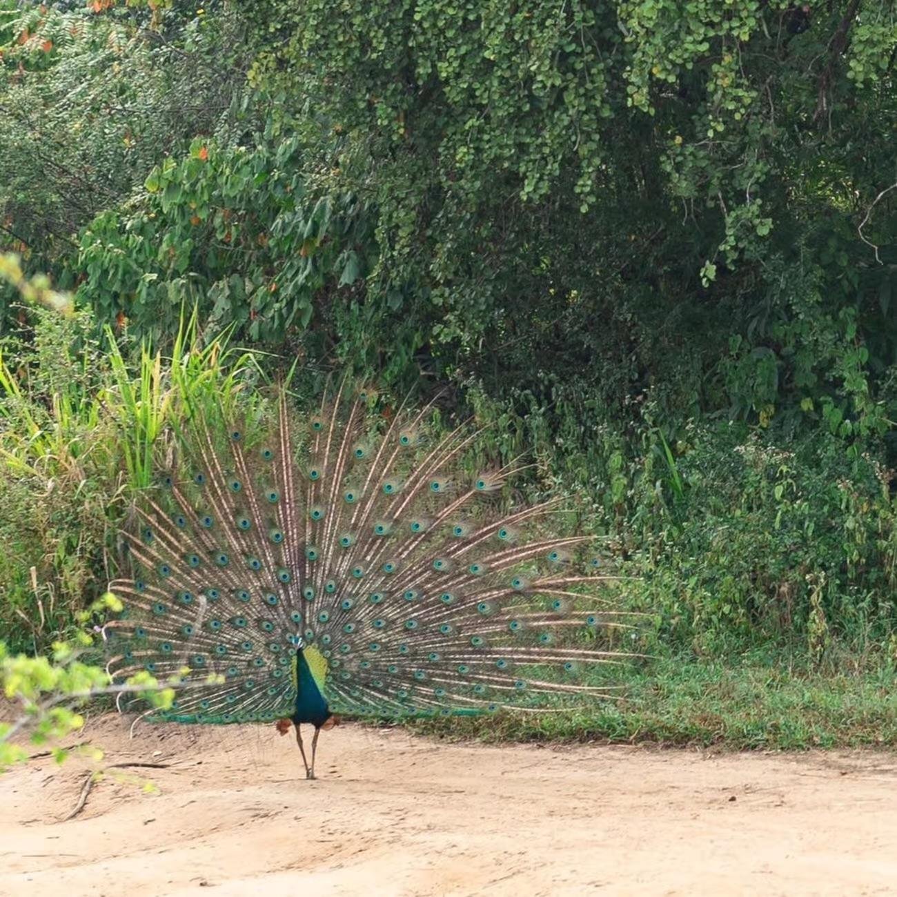 Minneriya National Park Wildlife Safari from Sigiriya