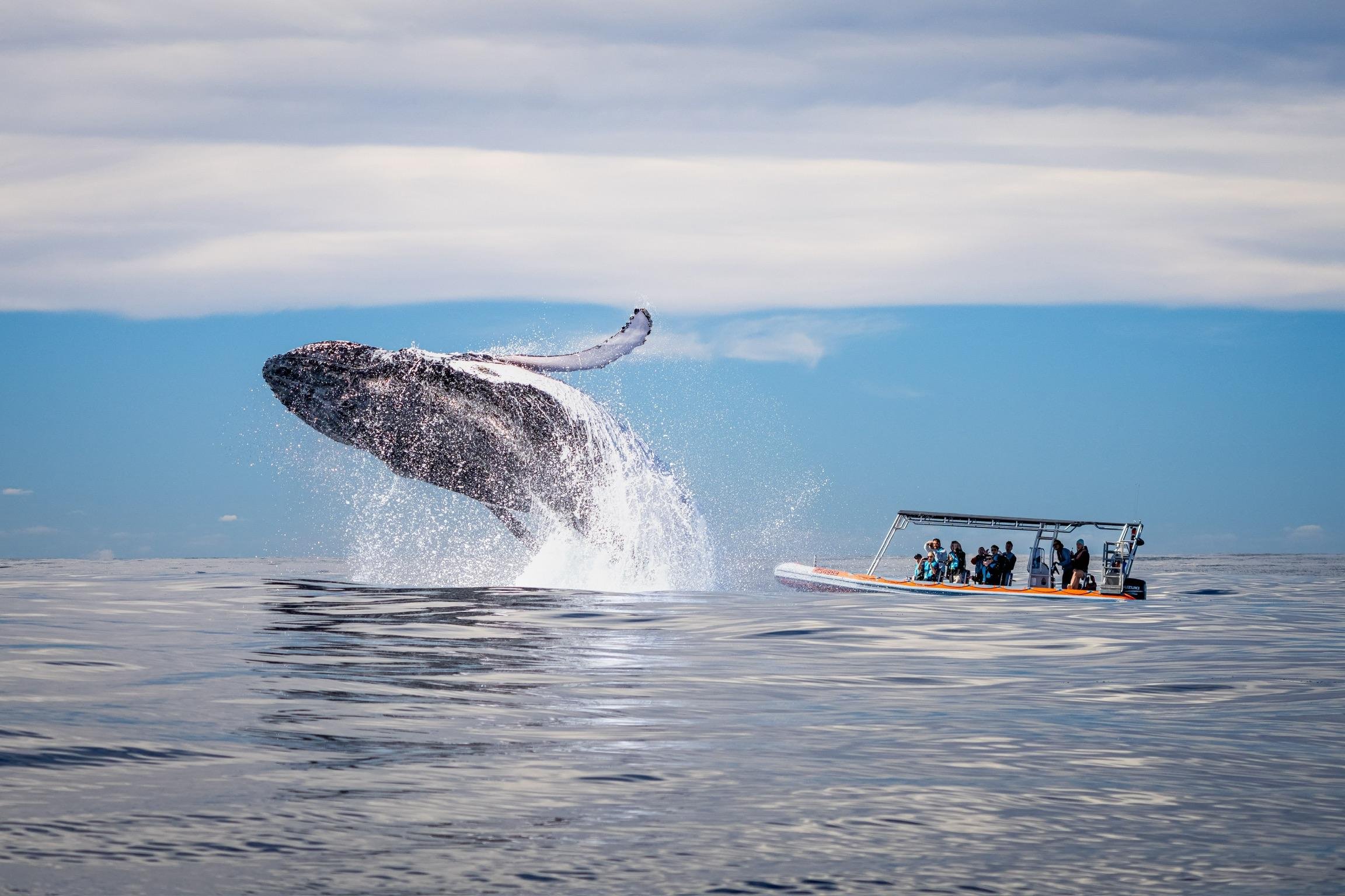 Gold Coast Whale Watching Safari