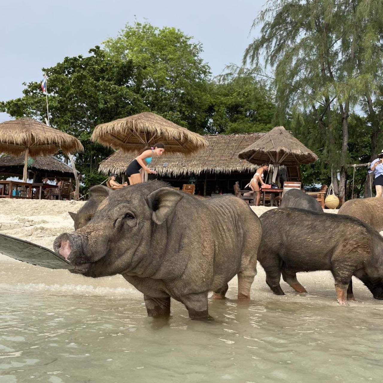 Koh Samui Catamaran Cruise: Pig Island & Koh Tan Snorkeling