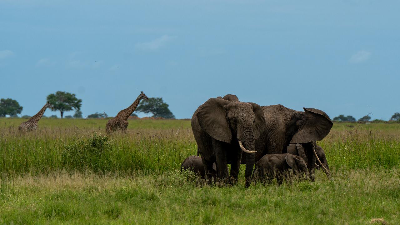 Zanzibar to Mikumi: Fly-In Safari Day Trip with Bush Lunch