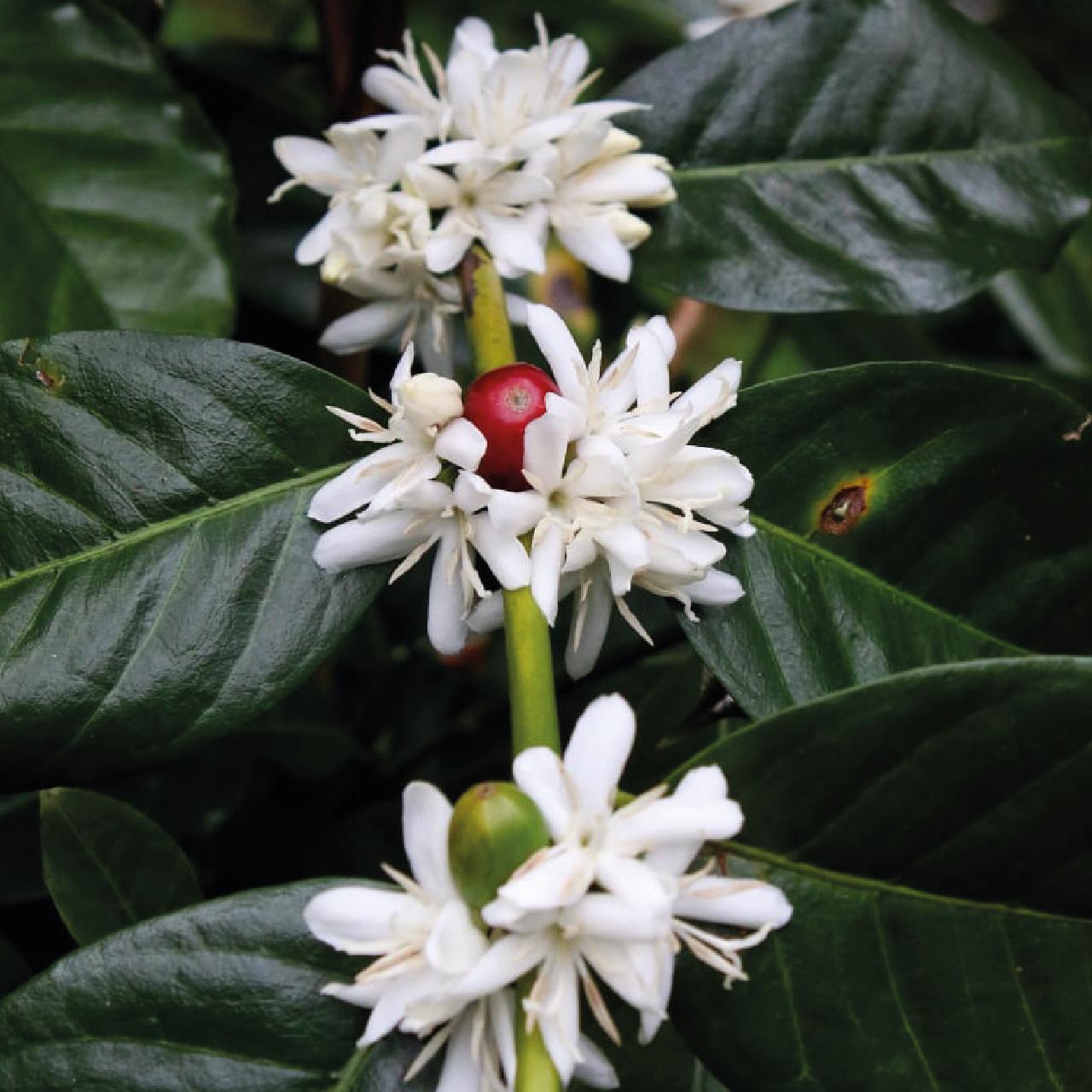 Coffee Tasting Experience at Finca Río Cristal