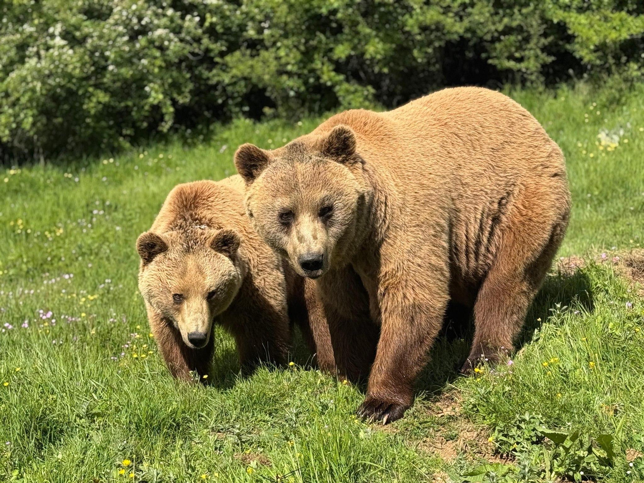 Pristina, Bear Sanctuary & Gadime Cave Day Tour from Skopje