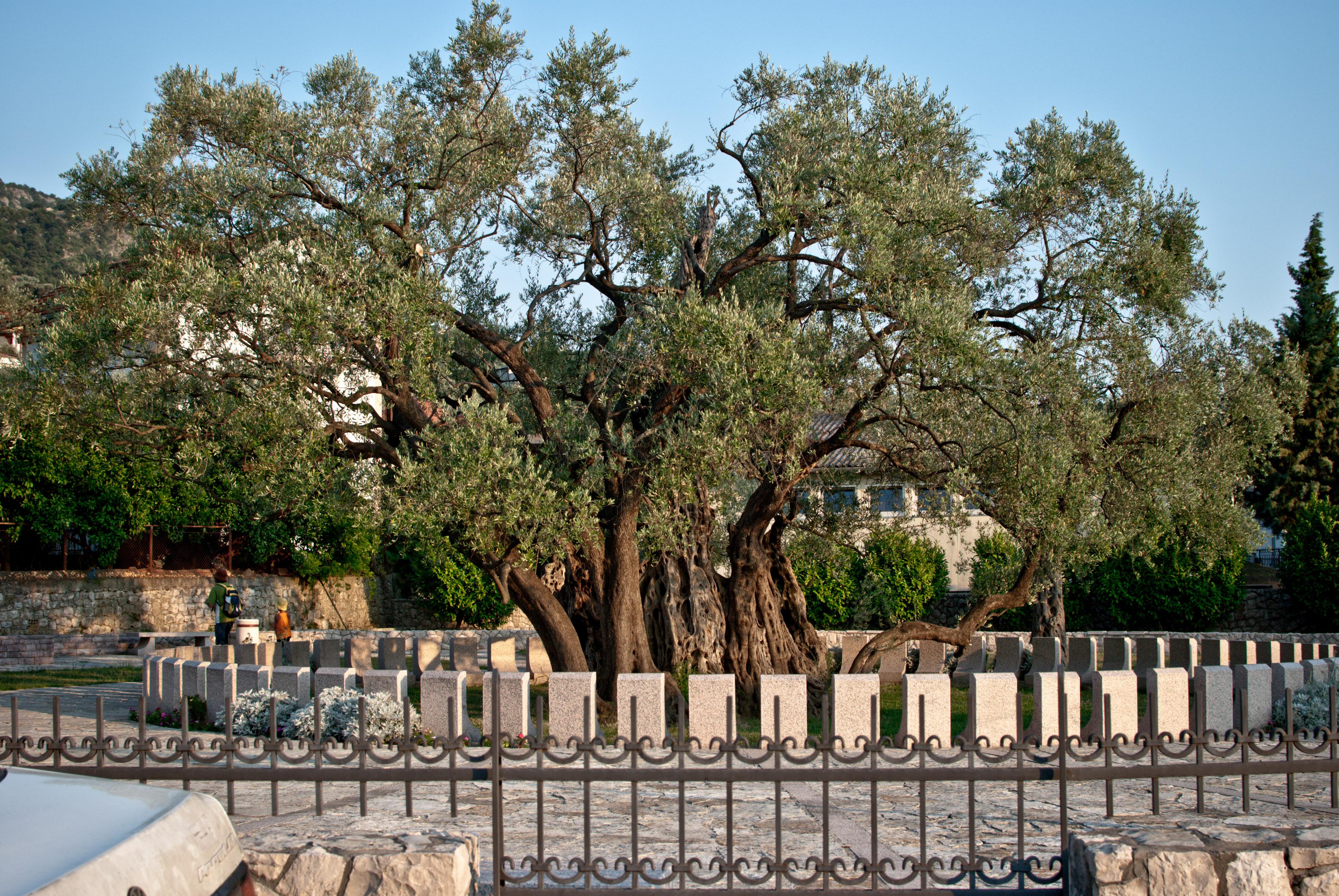 Bar Heritage Tour: Old Town Discovery and Olive Oil Experience