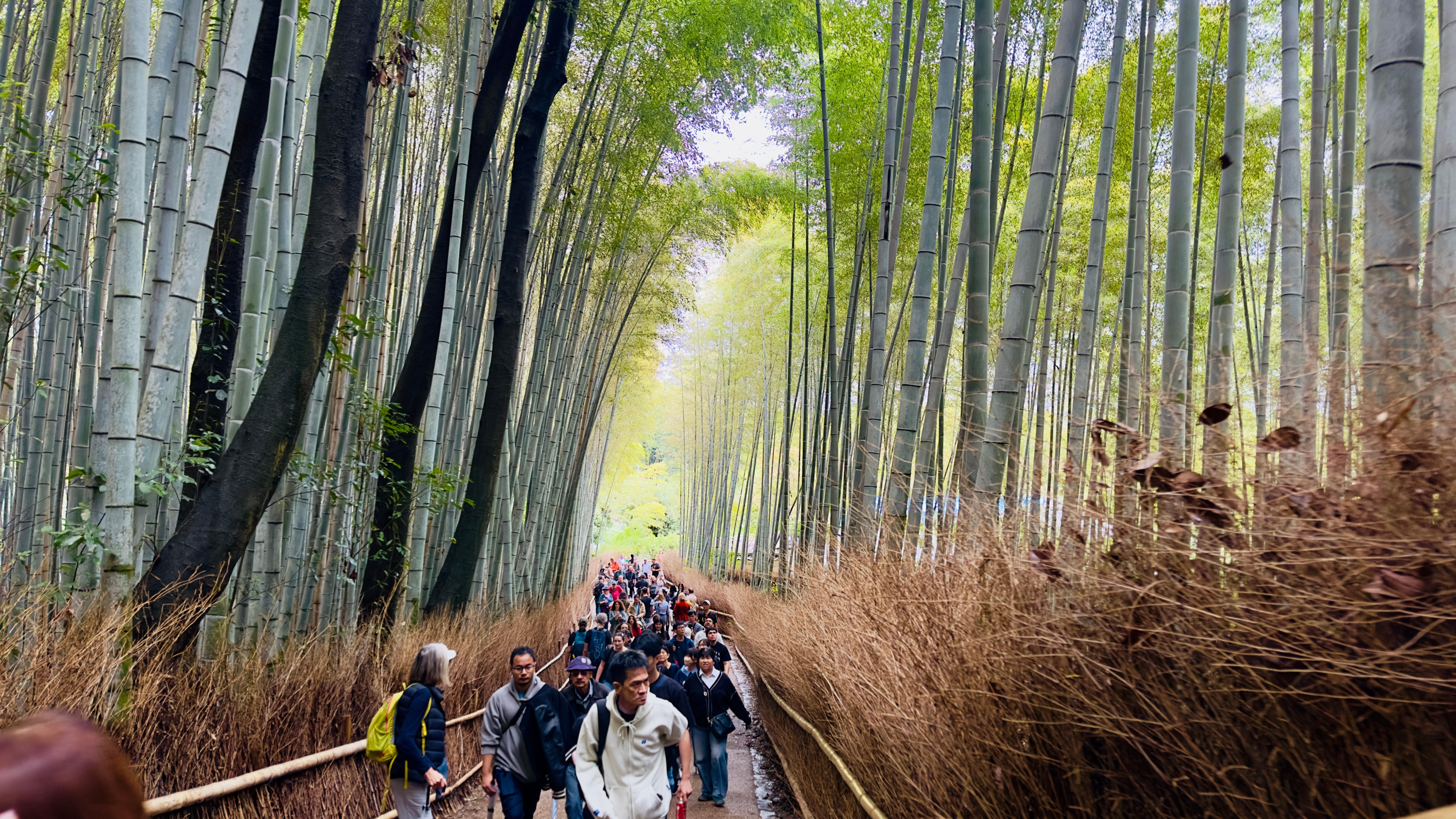 Privat høydepunkts-tur i Kyoto med sjåfør og engelskspråklig guide
