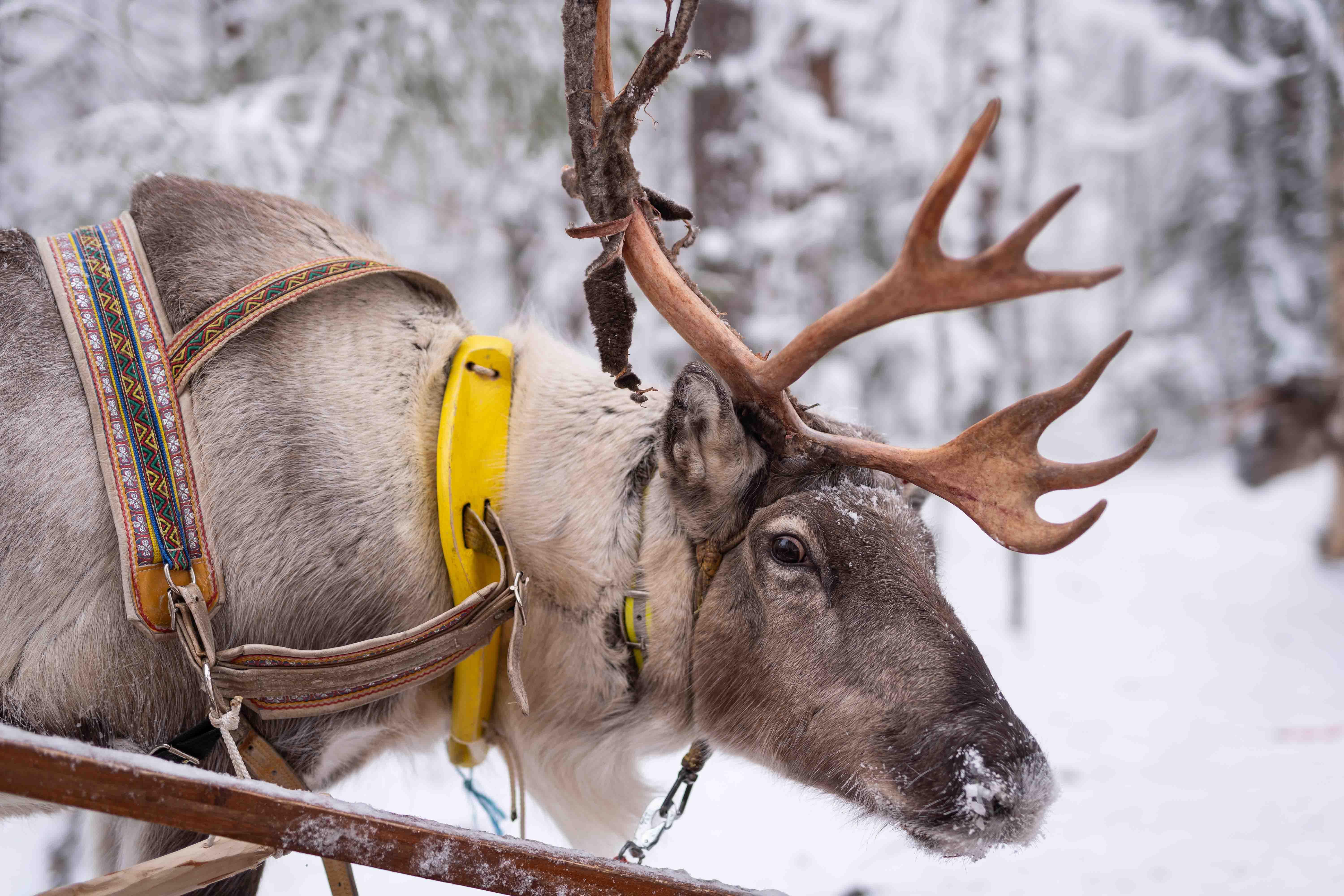 Rovaniemi Reindeer & Husky Sled Combo with Professional Photos