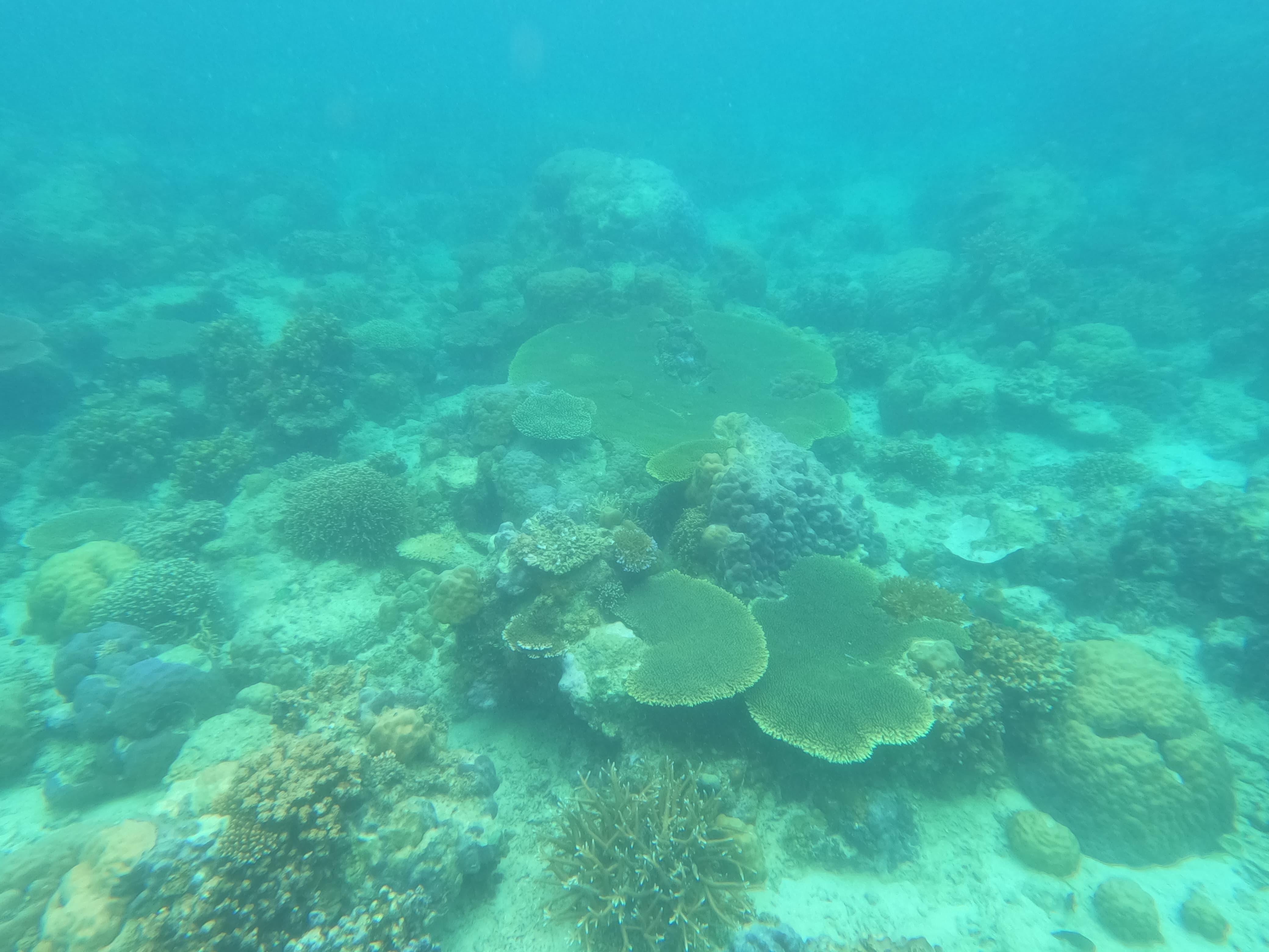 Coron Dugong Snorkeling & Coral Garden Day Tour