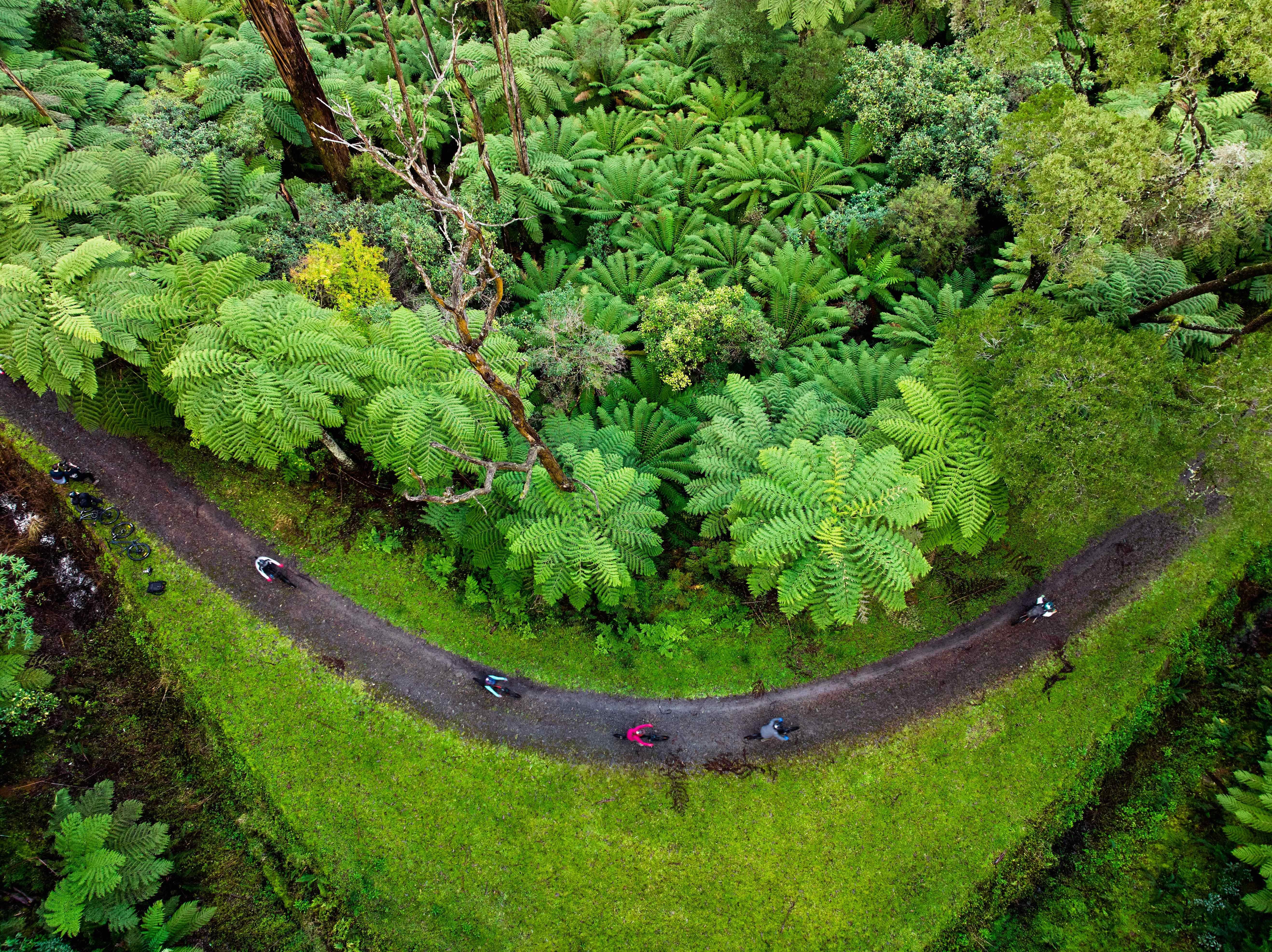 Redwood Forest Mountain Bike Adventure