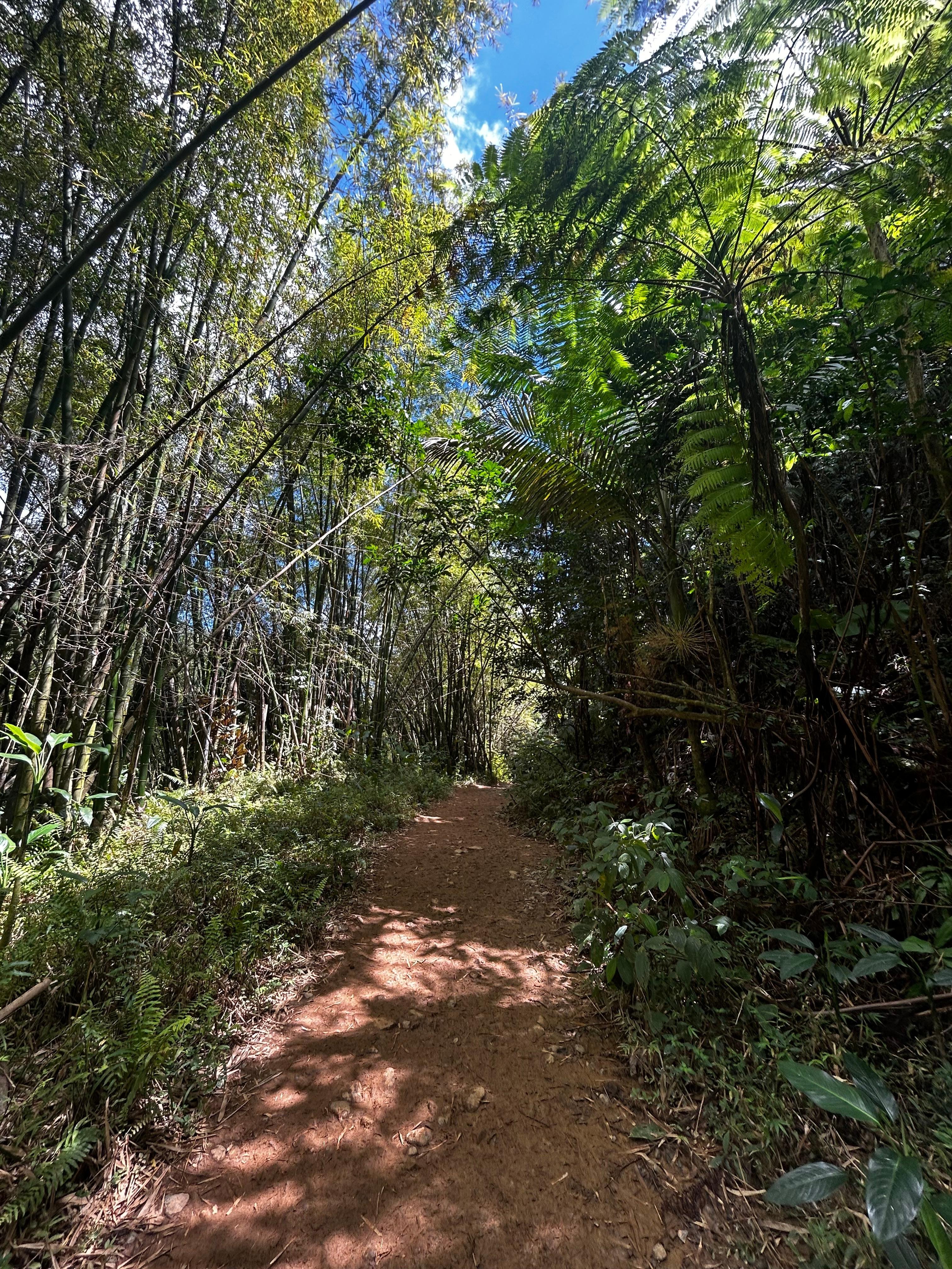 El Yunque Rainforest Adventure: Waterfalls, Slides & Rope Swings