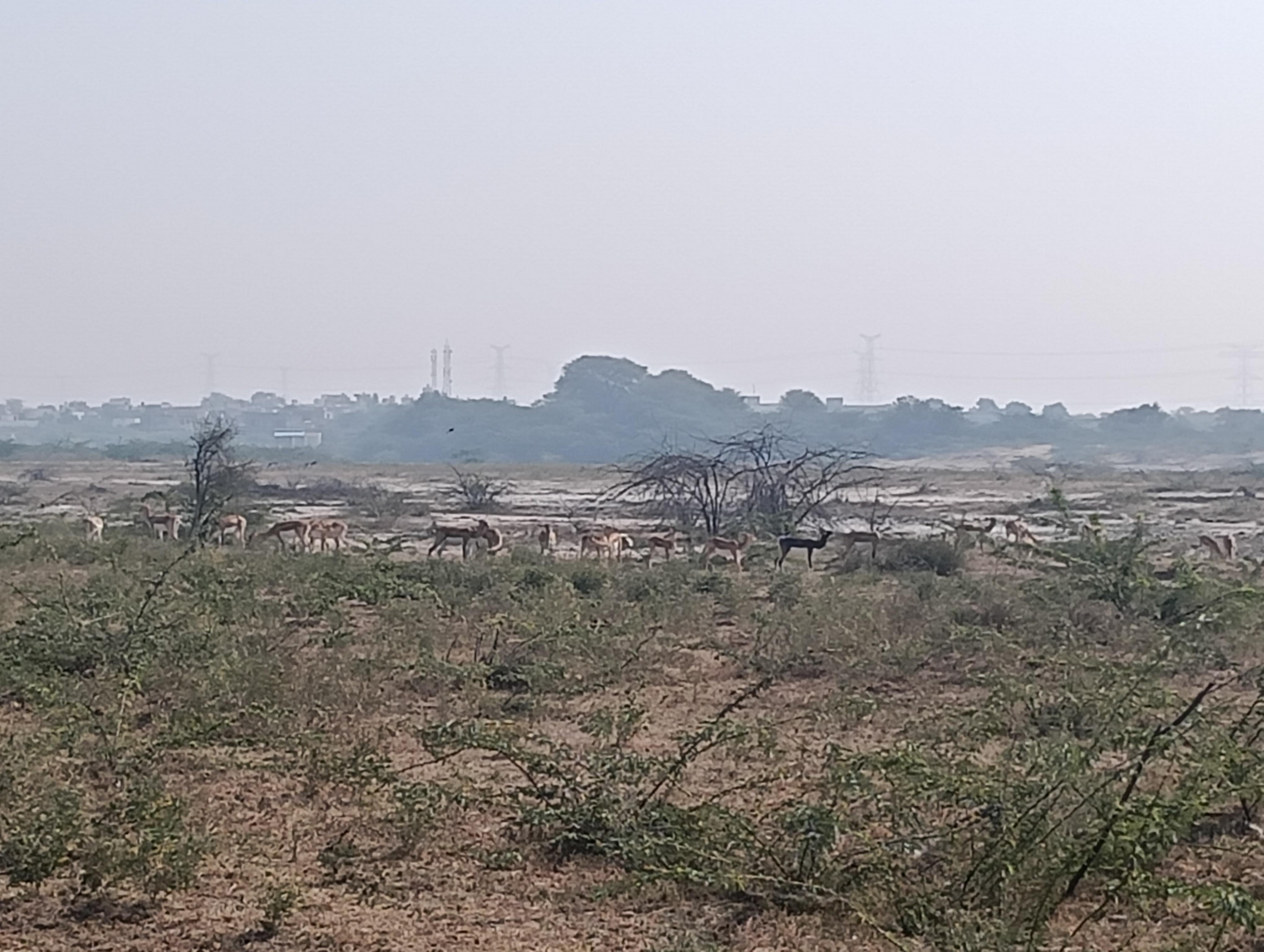Bishnoi Village Cultural Jeep Safari