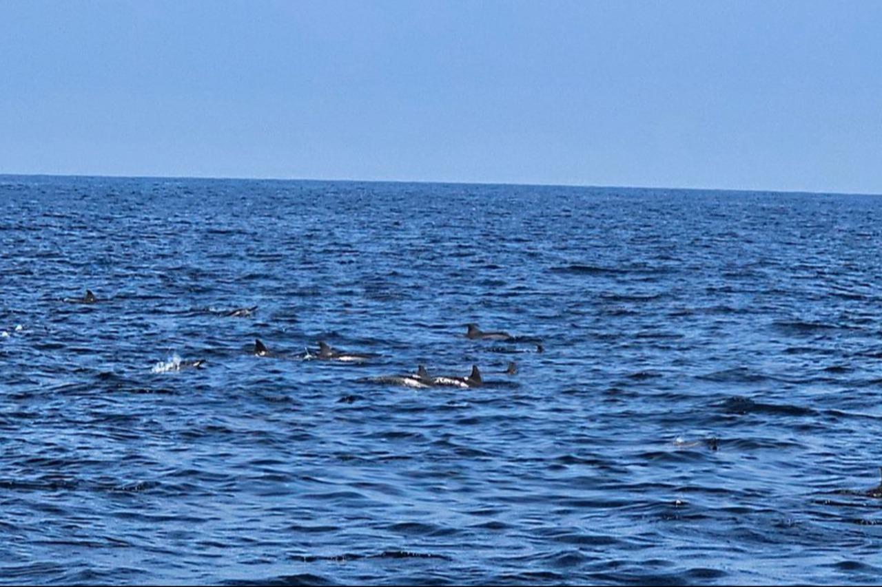 VIP Dolphin Watching & Snorkeling Experience