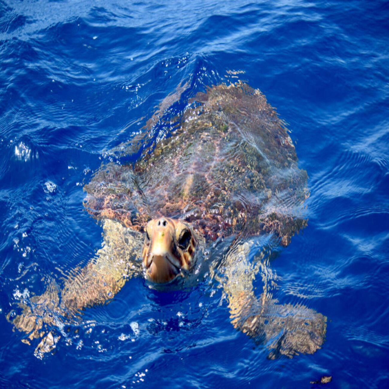Tenerife Eco-Yacht Whale & Dolphin Watching Cruise