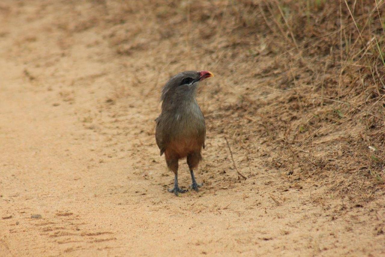 Yala National Park Leopard Safari with Skip-the-Line Entry