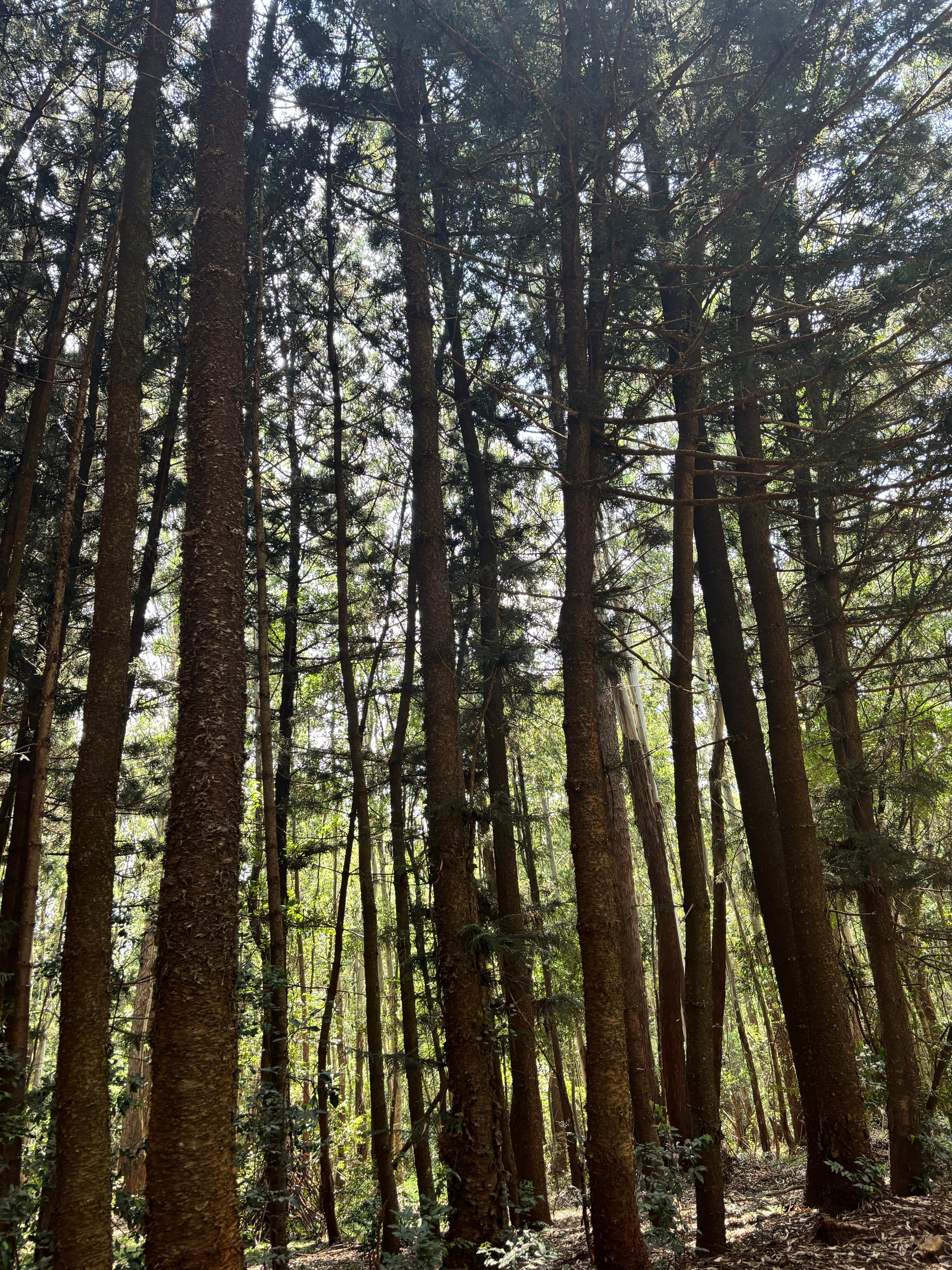 Karura Forest: Immersive Nature & History Walking Tour