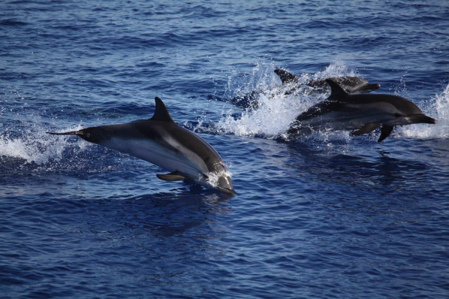 Mnemba Island Snorkeling & Dolphin Encounter from Nungwi