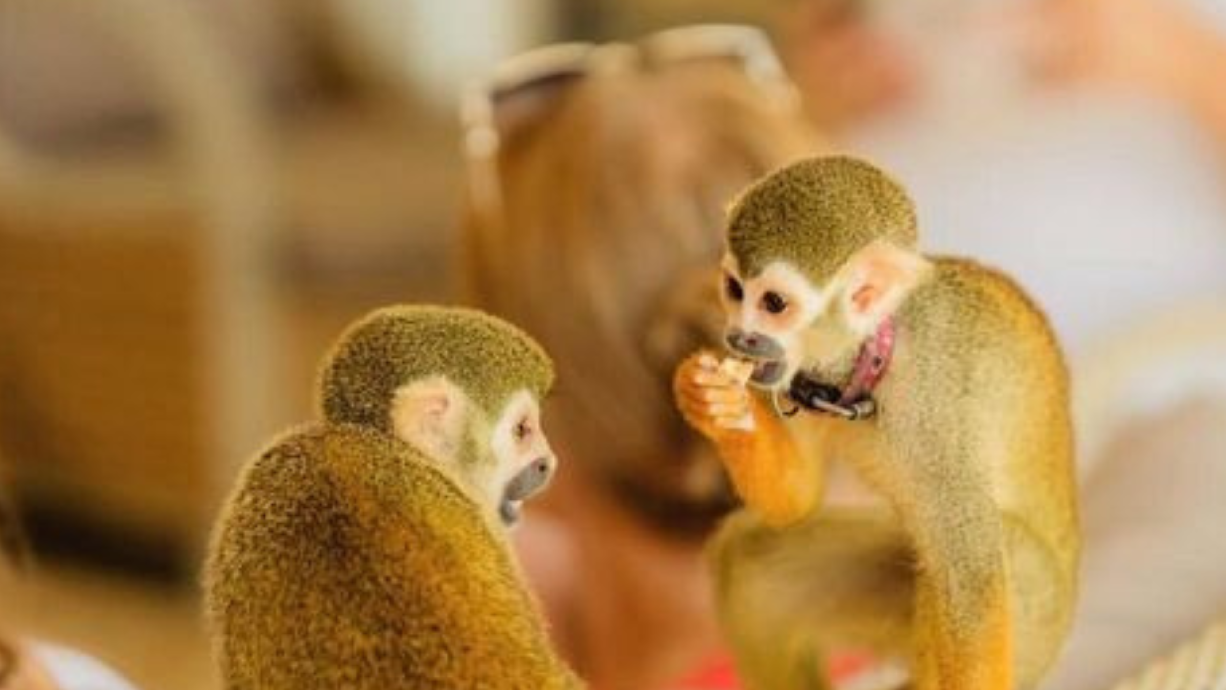 Punta Cana Patron Monkey Sanctuary