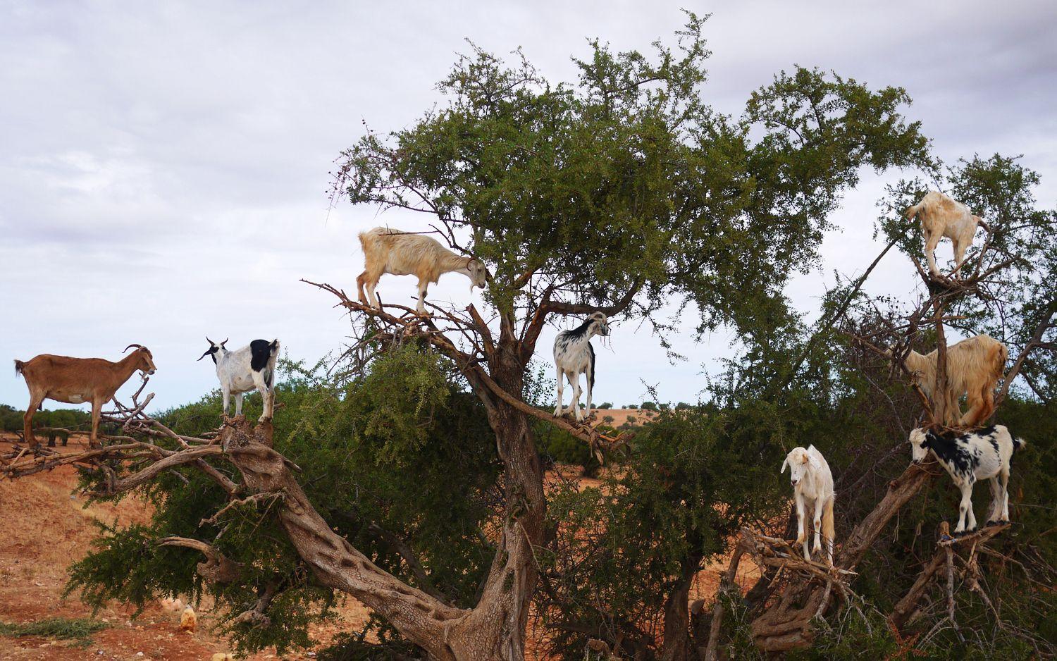 Agadir: Argan Goats and Crocoparc Excursion
