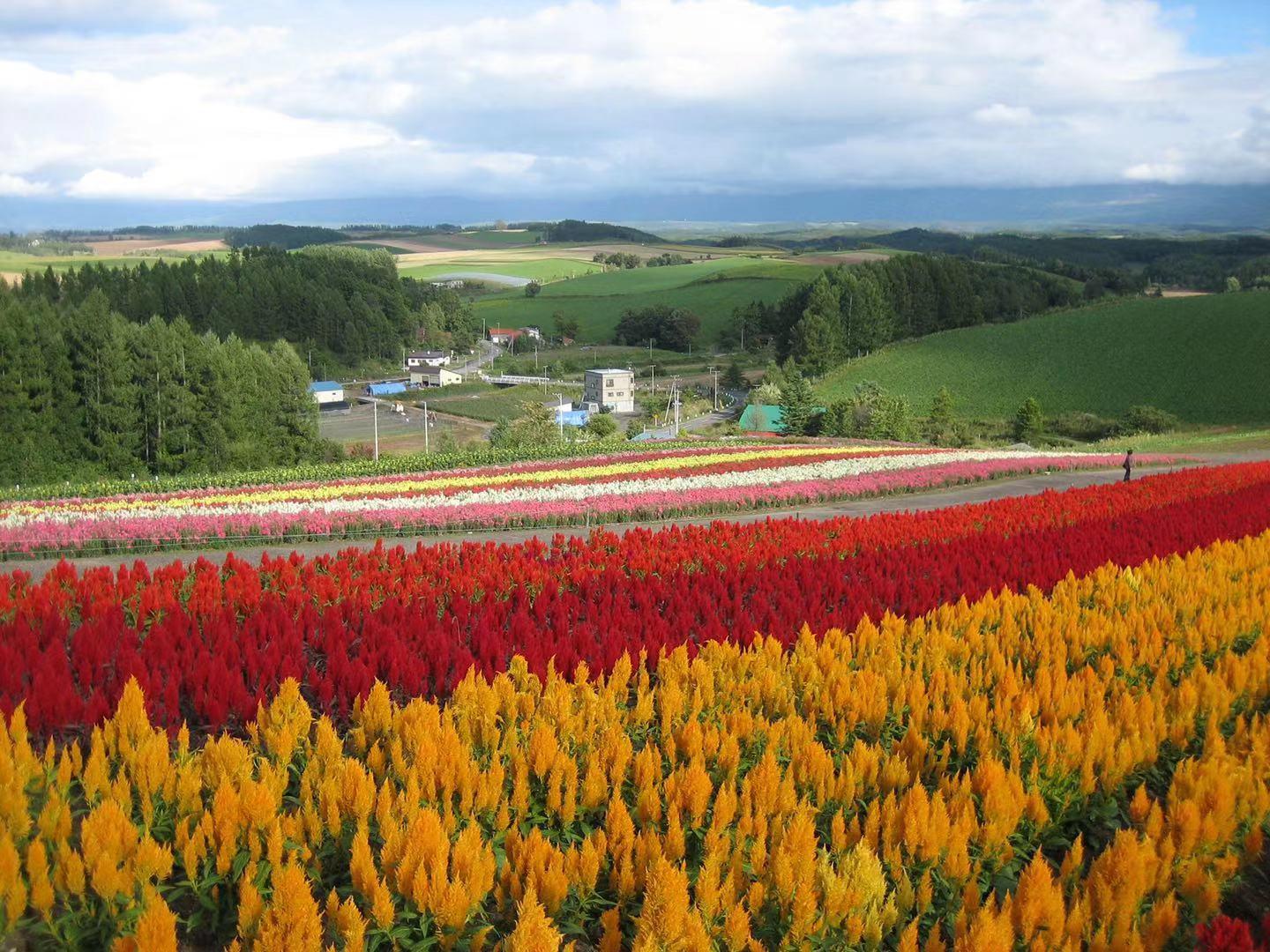 Private Furano & Biei Day Trip from Sapporo