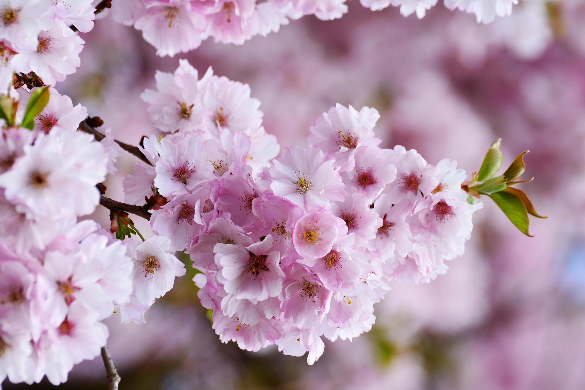 Osaka: Nagai Park & Botanical Garden Private Photo Walk