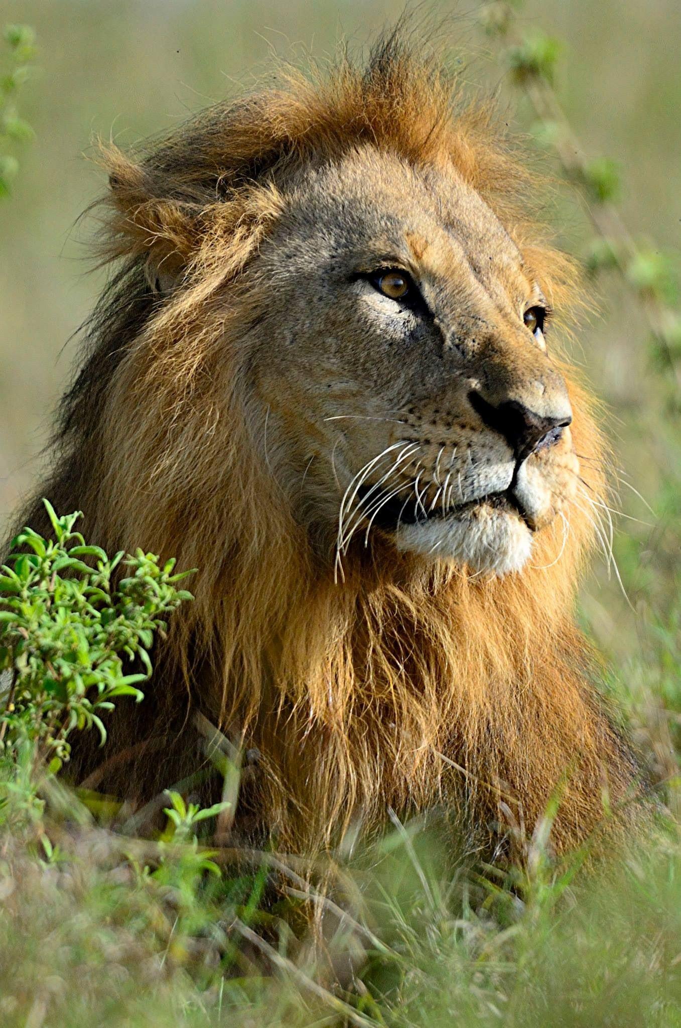 Nairobi Elephant & Giraffe Sanctuary Half-Day Excursion
