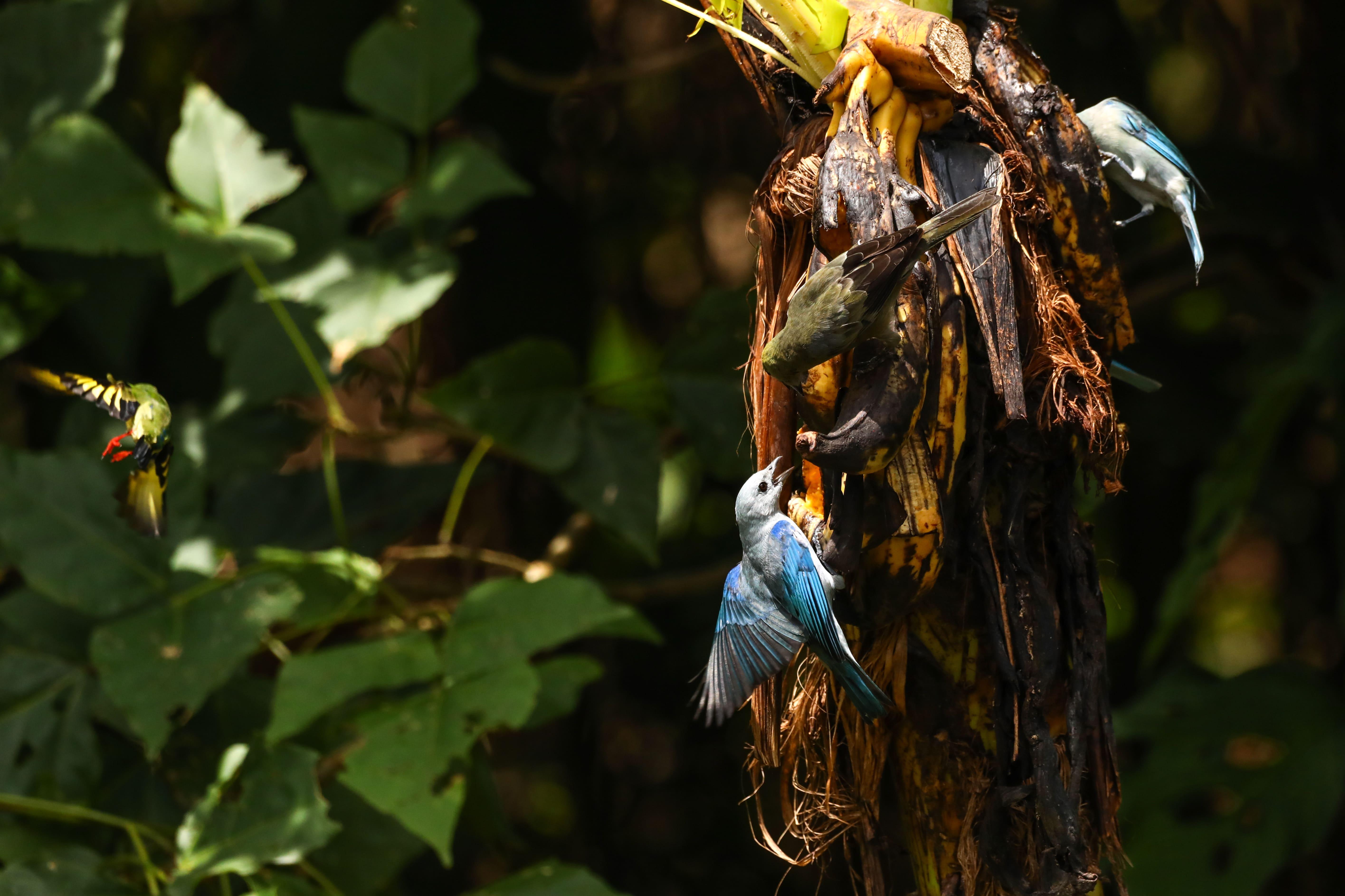 La Fortuna Bogarin Trail: Expert-Led Sloth & Wildlife Walk